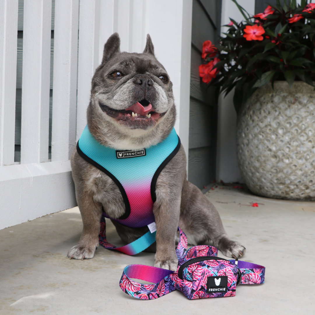 Frenchie Duo Reversible Harness - Tropical Palms