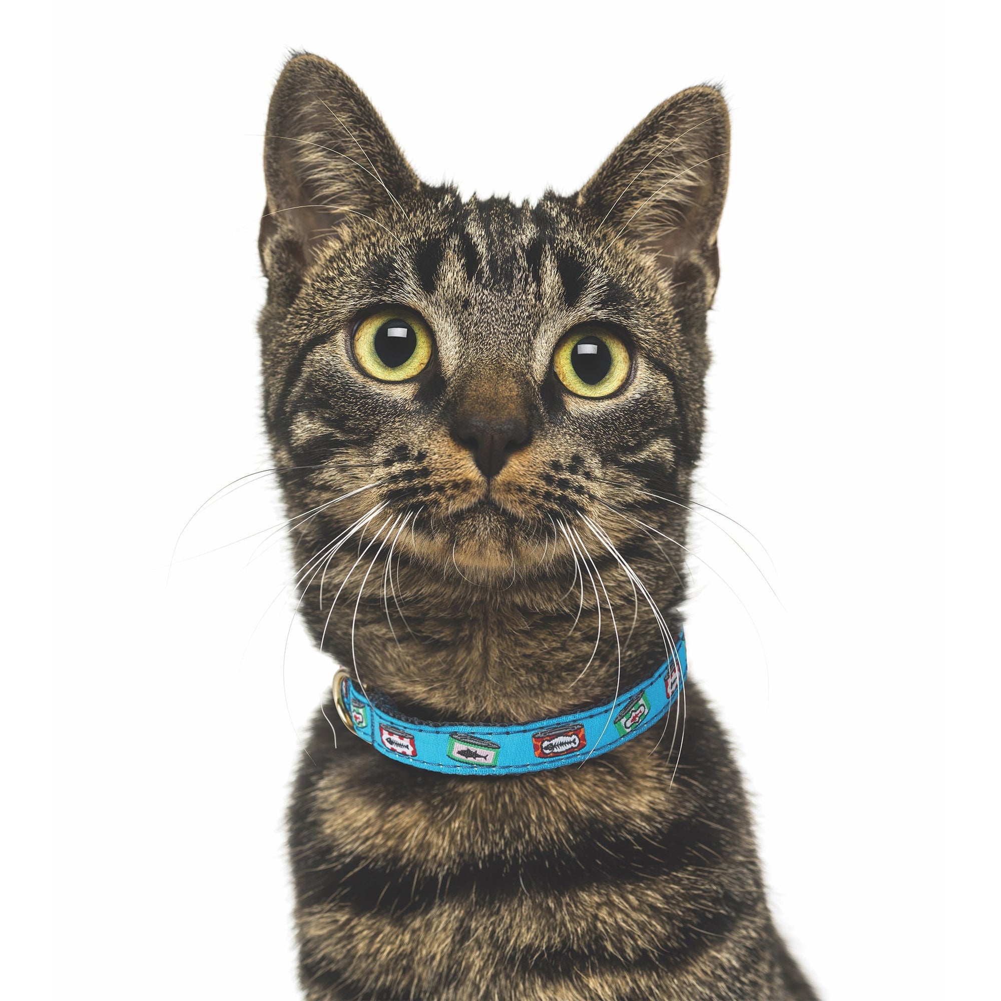 Tuna Cat Collar