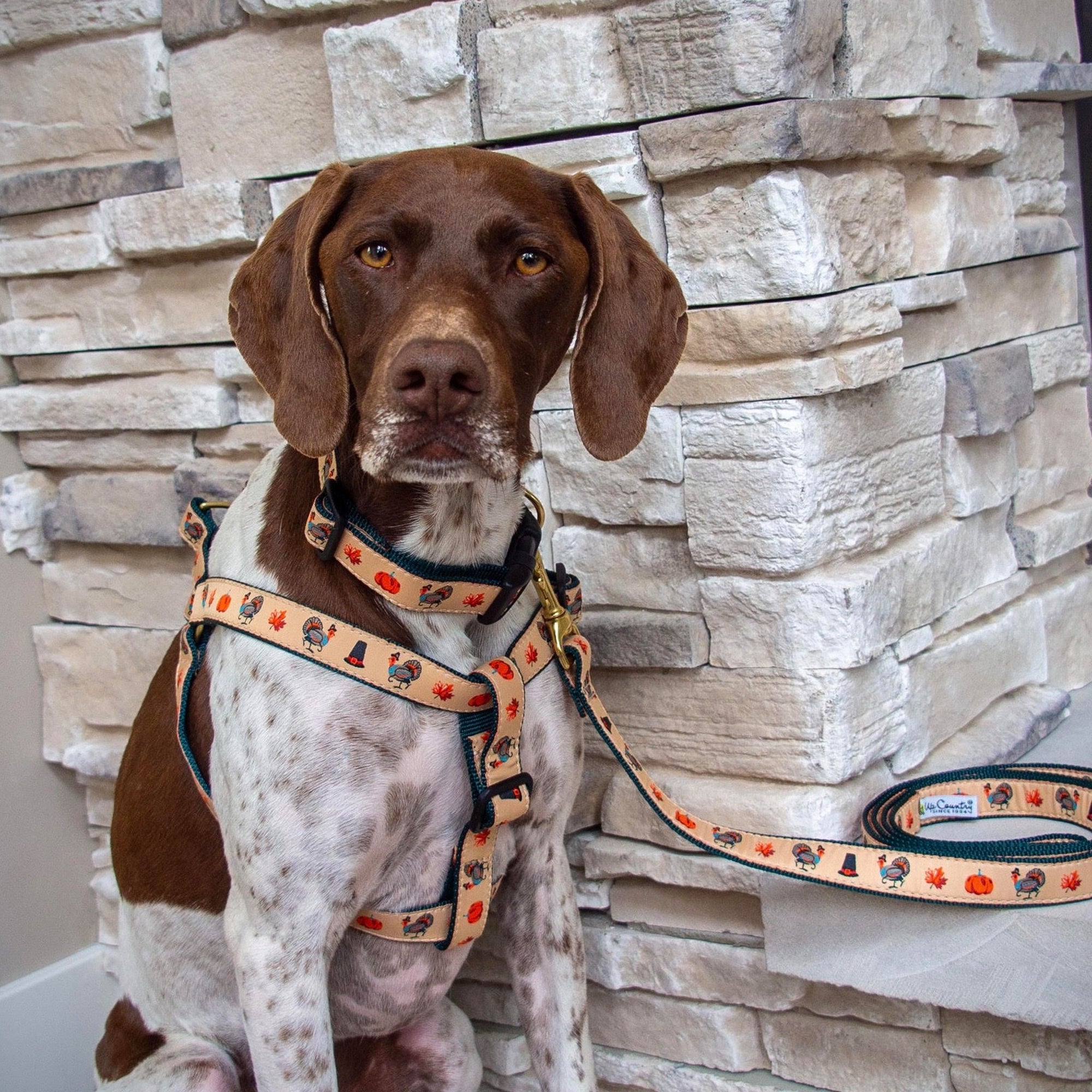 Turkey Trot Dog Harness
