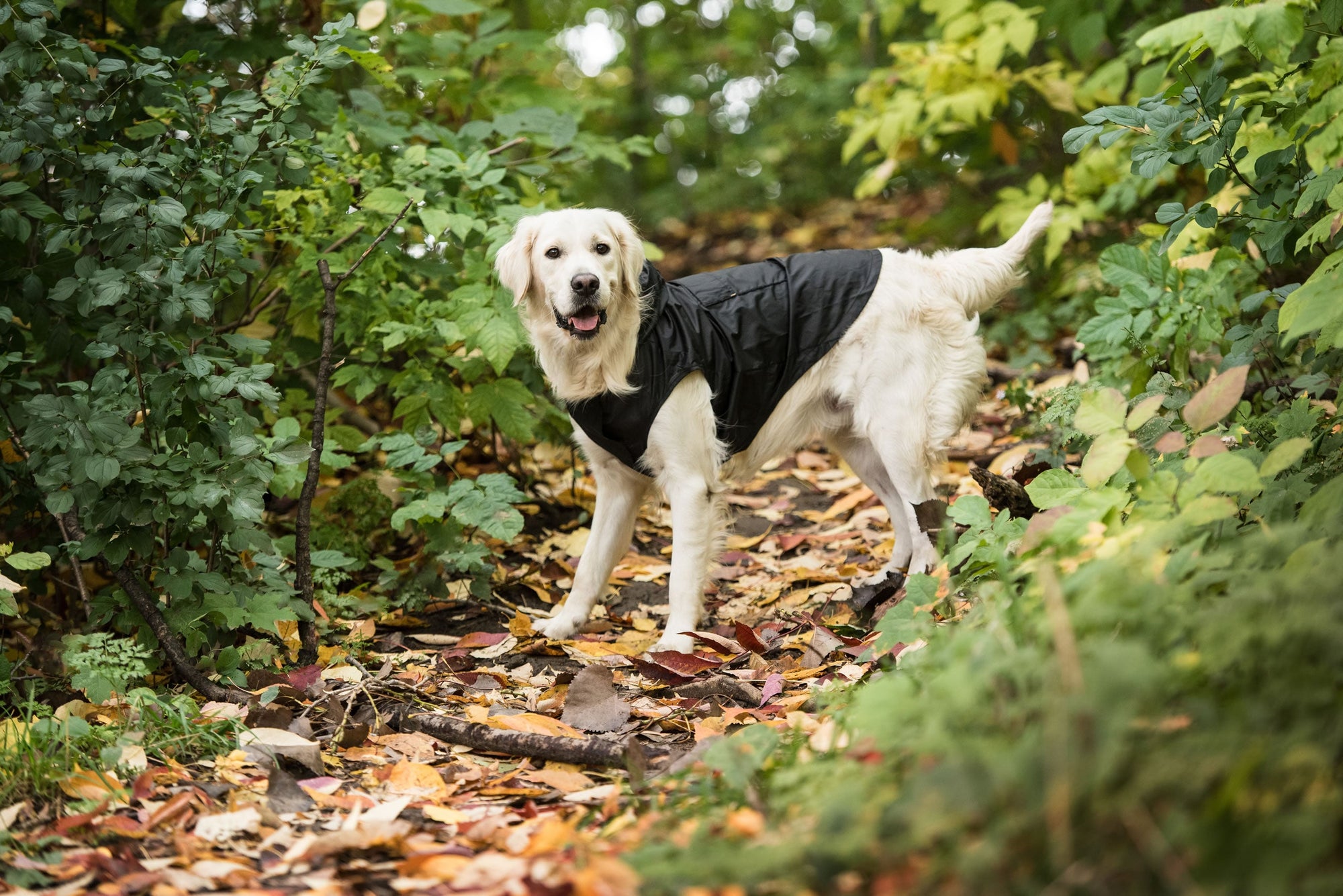 US Army Packable Dog Raincoat - Black premium pet product