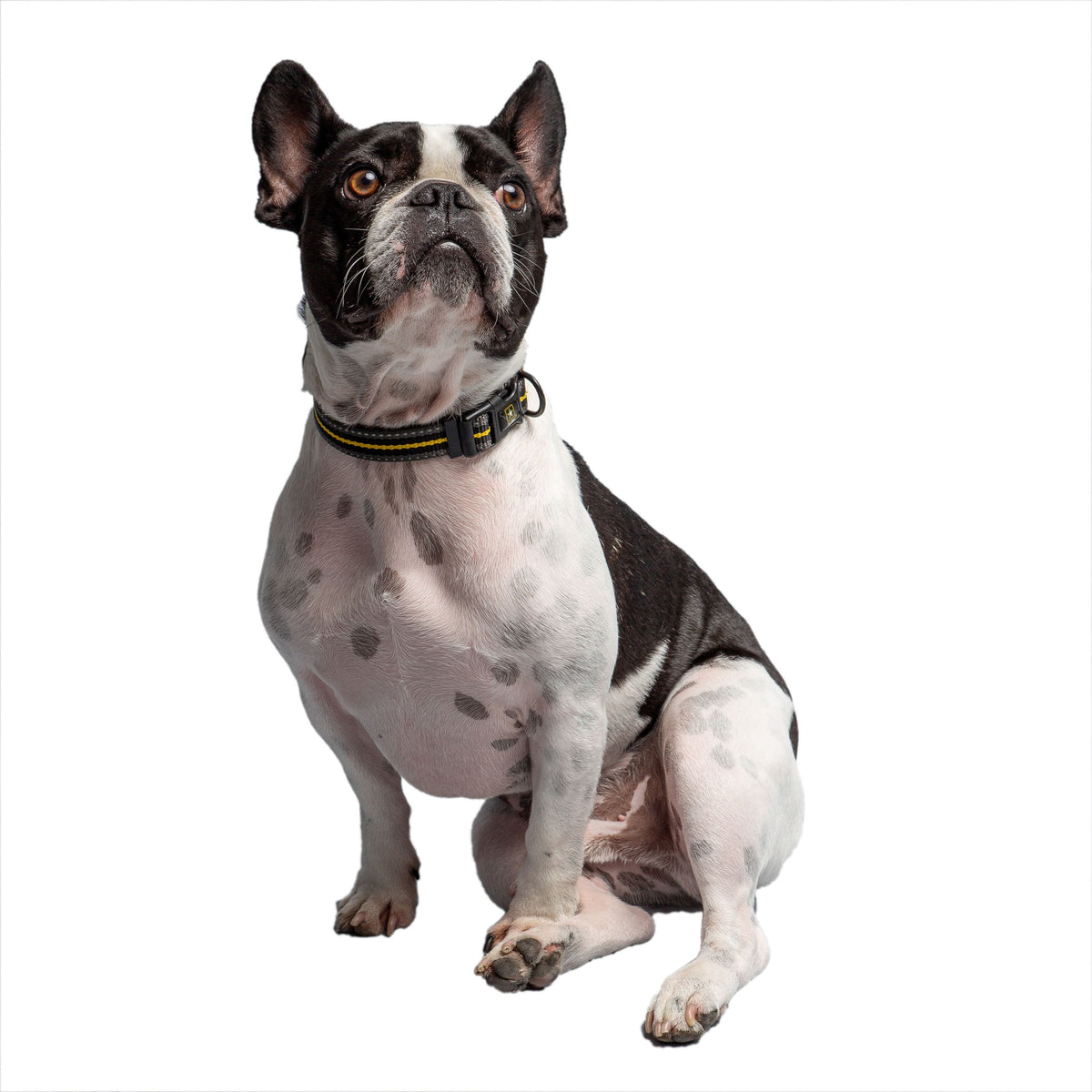 US Army Dog Collar - Dark Camo premium pet product