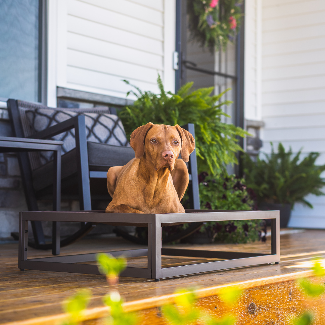 The Up Pup Raised Dog Bed