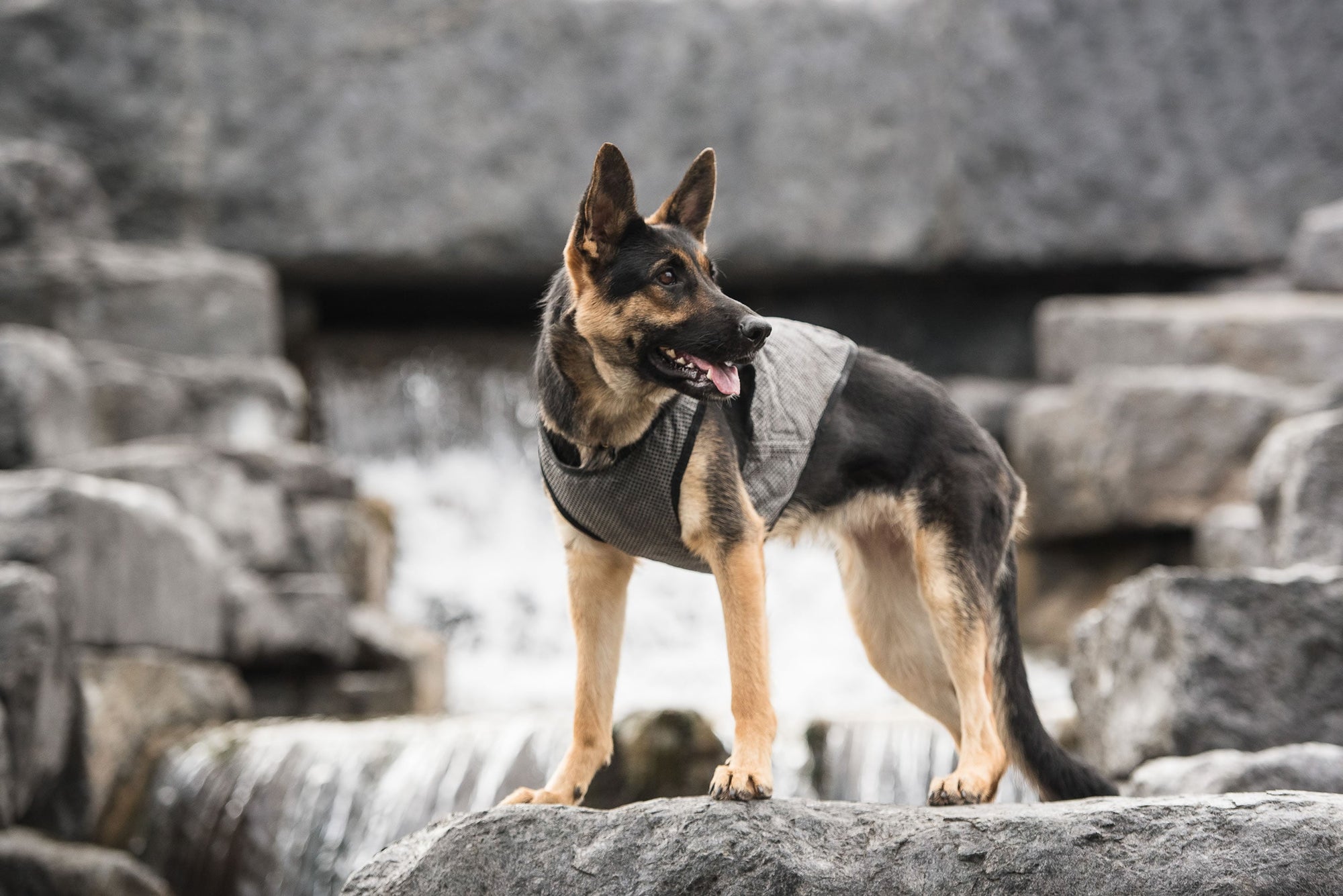 US Army Dog Cooling Vest - Grey premium pet product