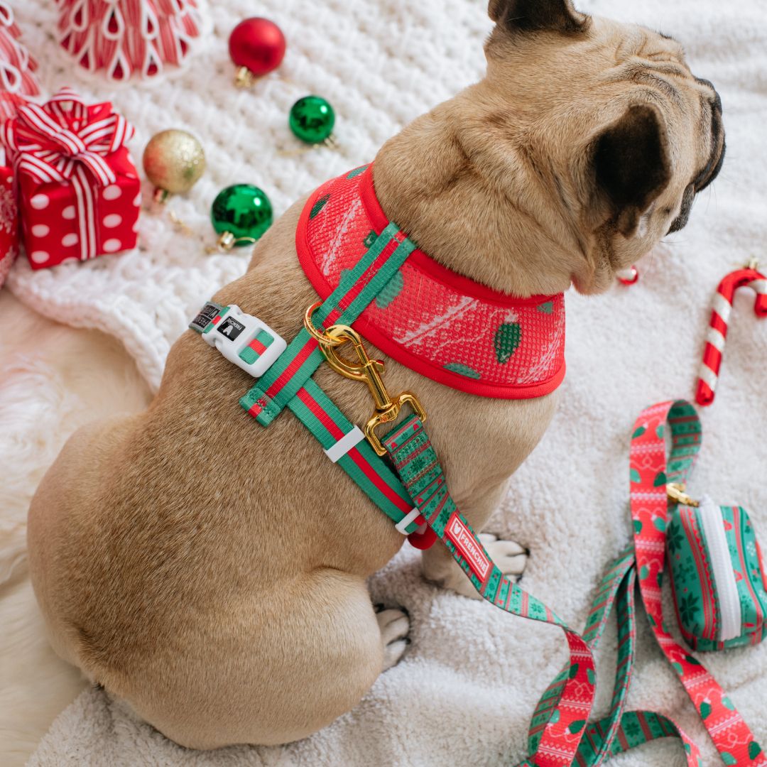 Frenchie Comfort Leash - Ugly Sweater