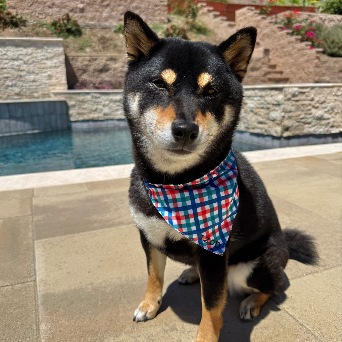 Izod Pet - Bandana