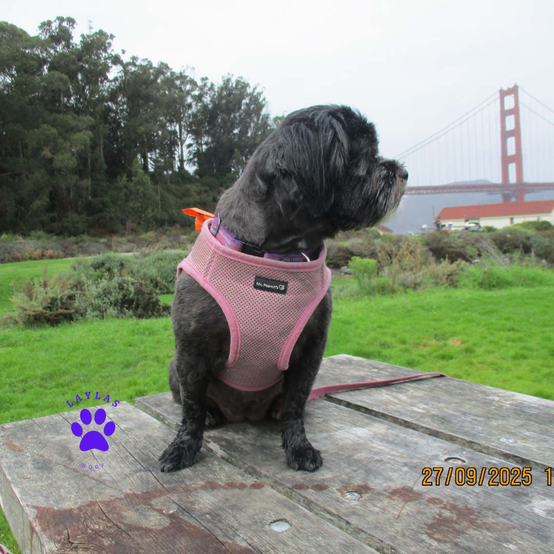 Mr. Peanuts PupTrek Harness and Leash Set,  Small Dog/Cat Soft Mesh Step In Harness Vest 