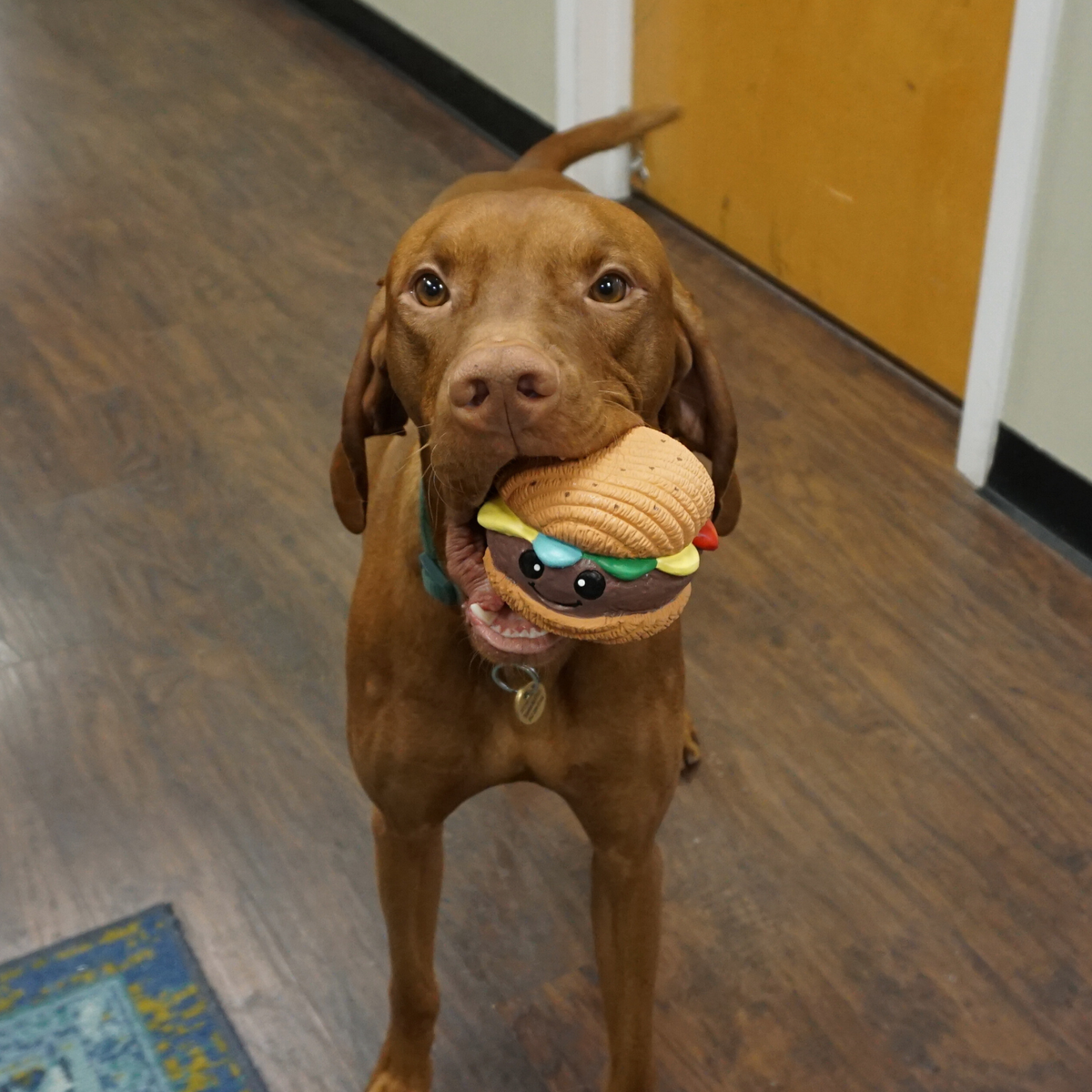 Big Buns Foodies Hamburger Ruff-Tex Latex Ball Dog Toy