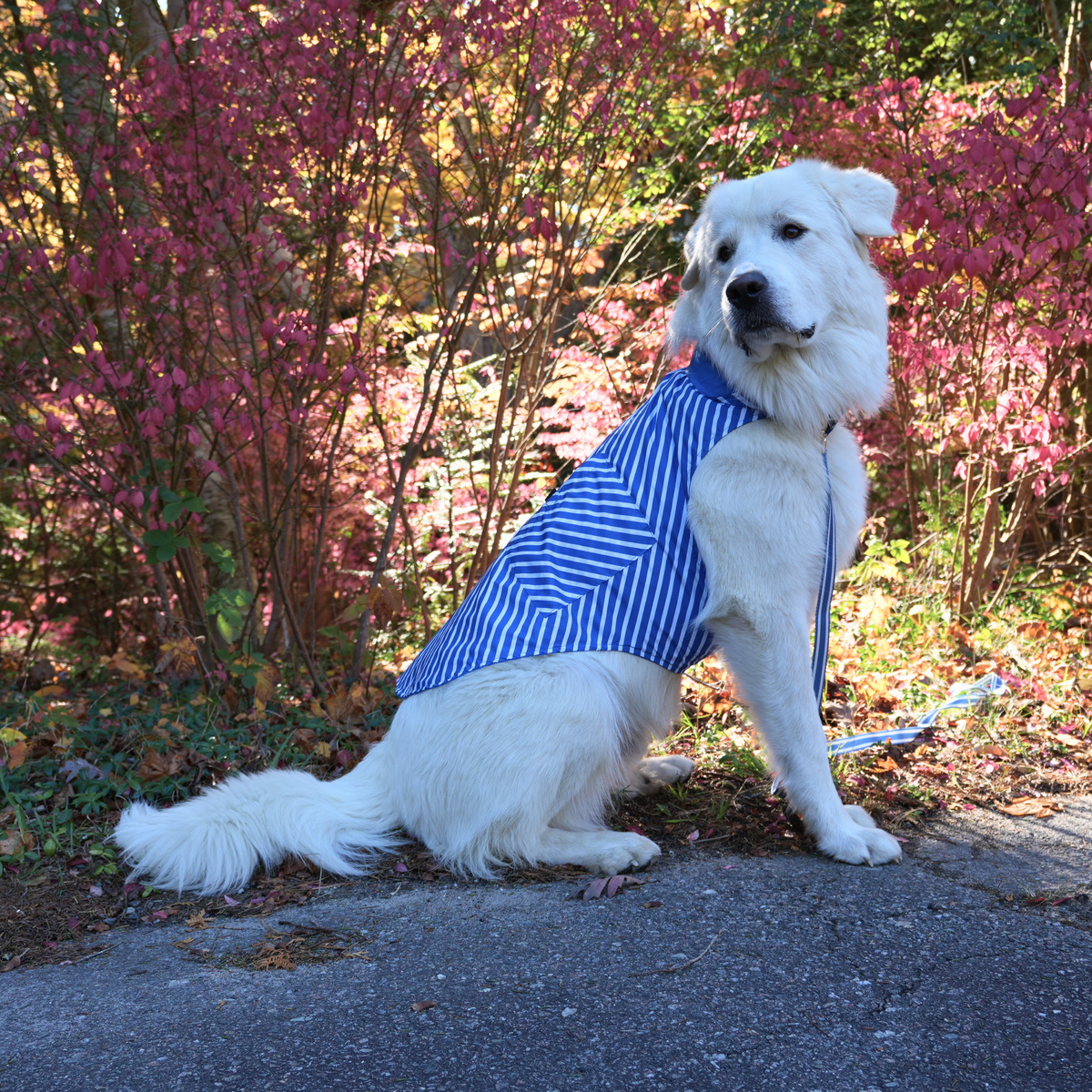 IZOD Pet - Frandy