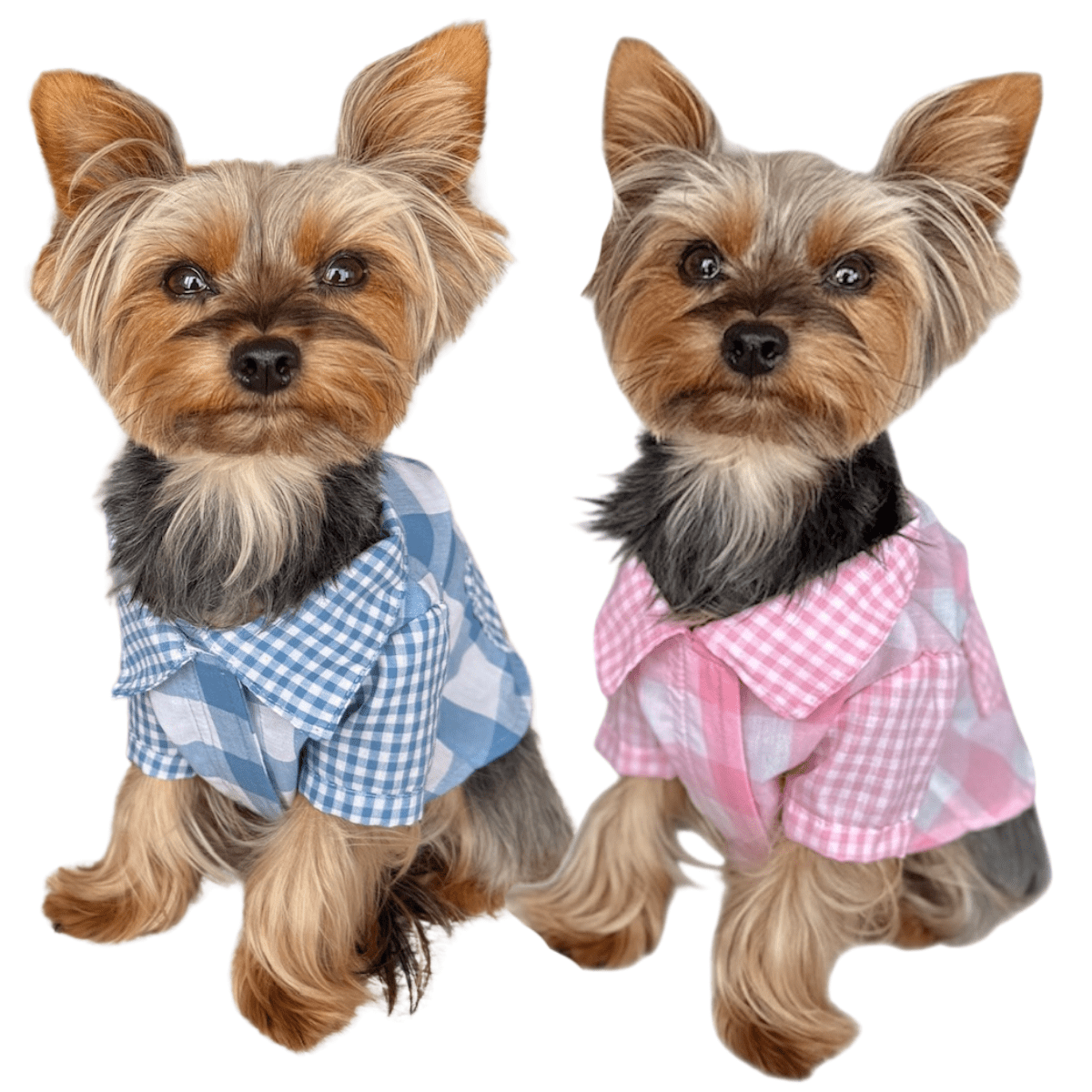 Heads or Tails Pup Gingham Picnic Dog Shirt