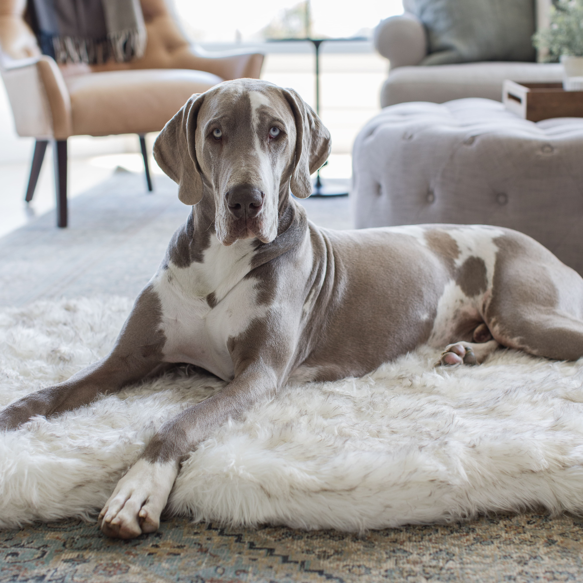 Puprug Faux Fur Orthopedic Dog Bed Curve White with Brown Accents