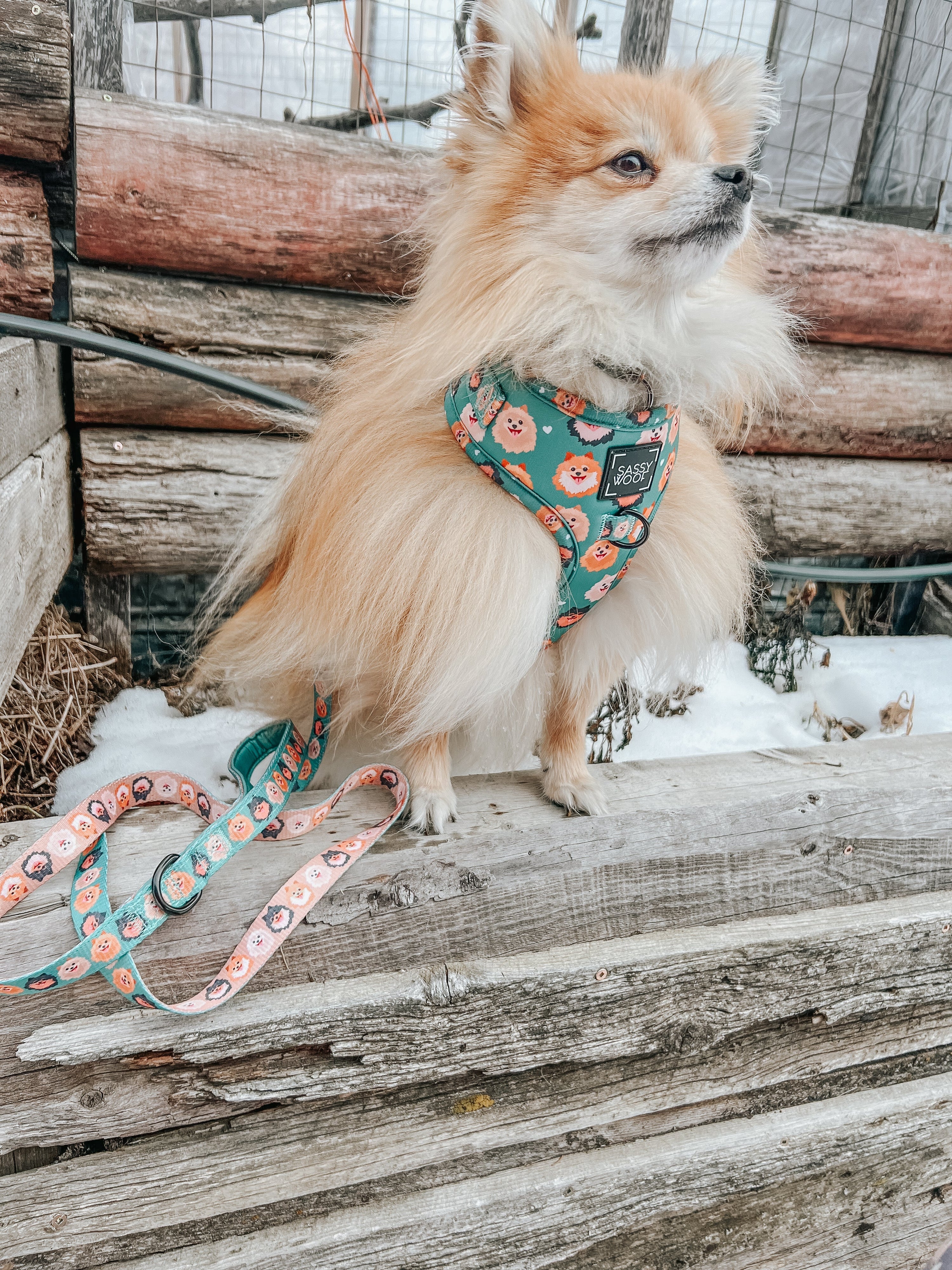 Dog Collar - Pawfect Poms