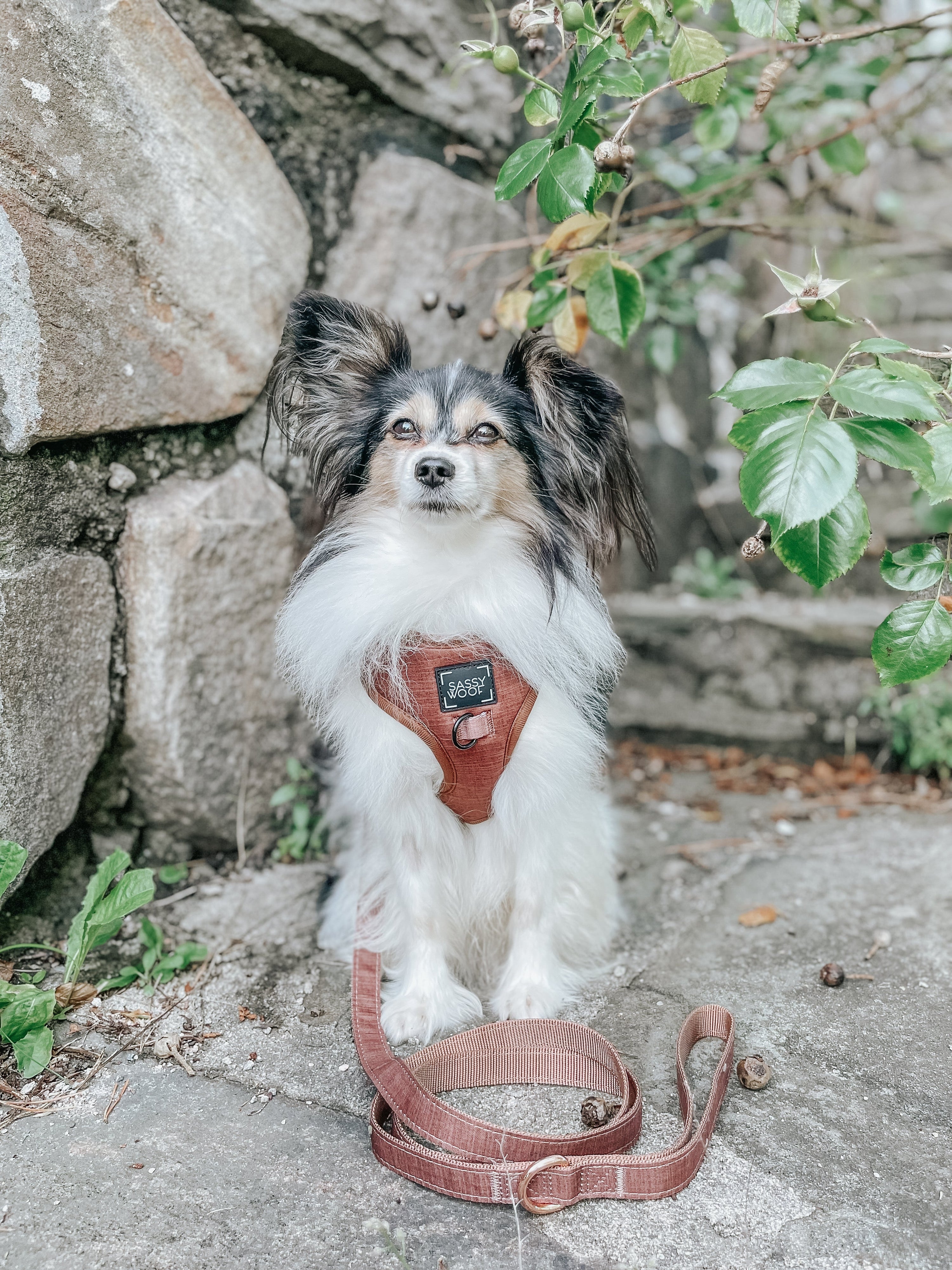 Dog Leash - Teddy