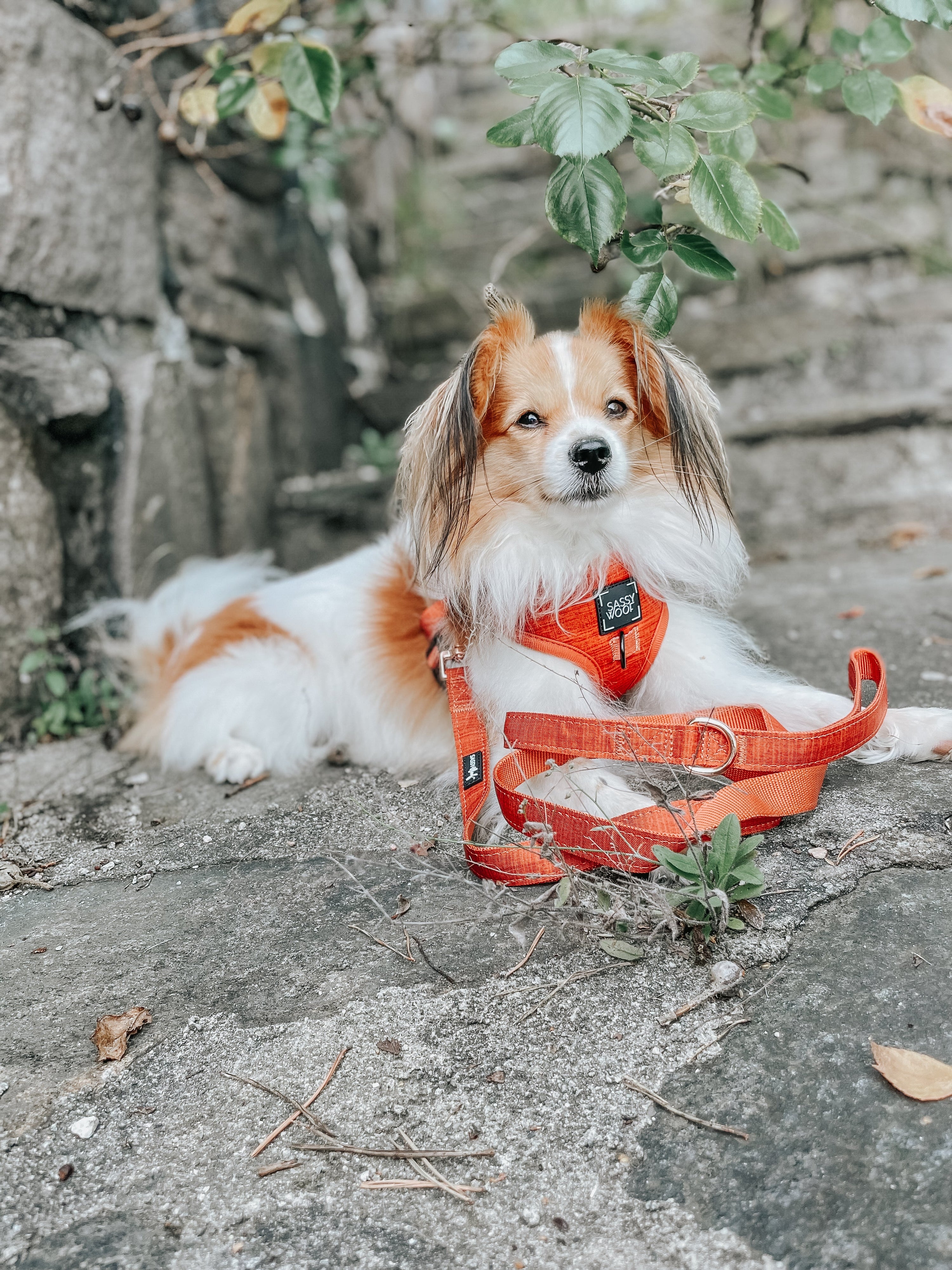 Dog Leash - Foxy