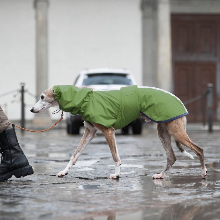 Sketches Raincoat for Greyhounds