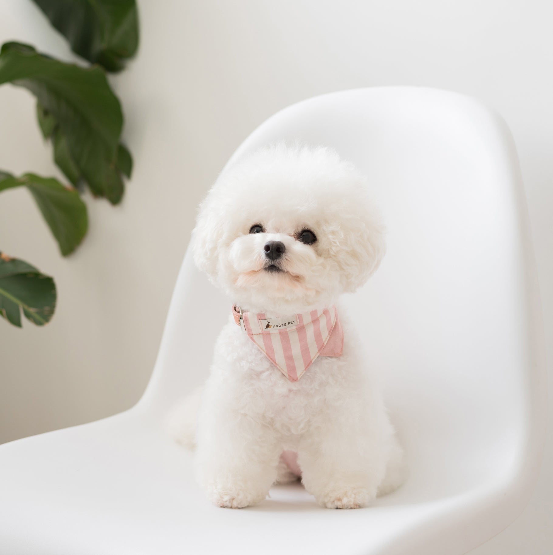 Nooee Pet Collar Daisy