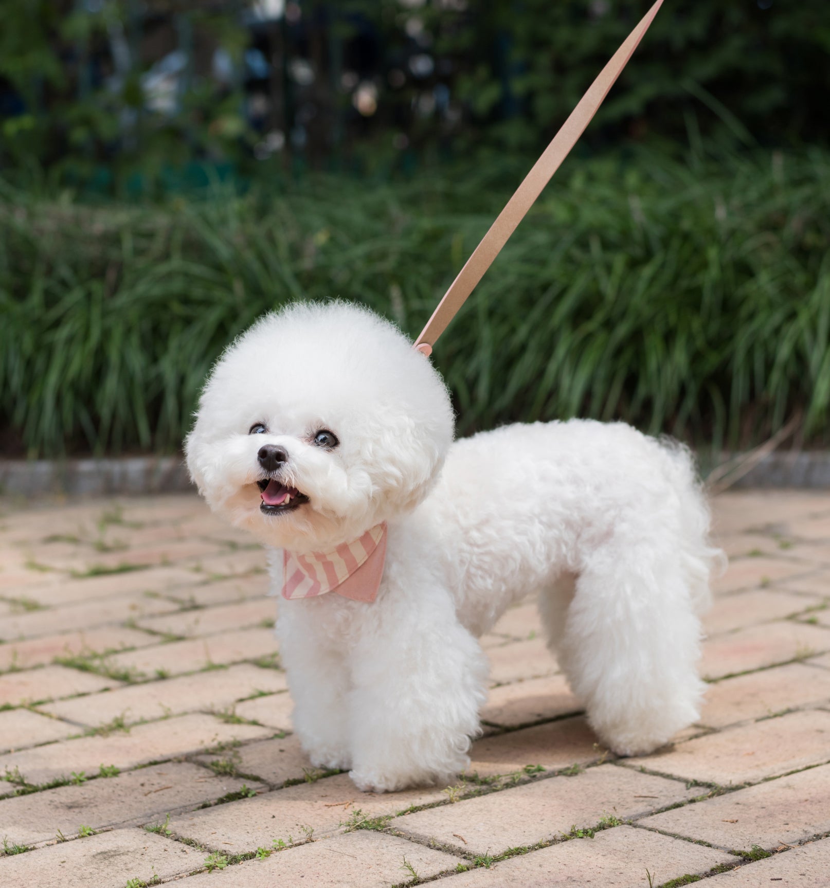 Nooee Pet Collar Daisy