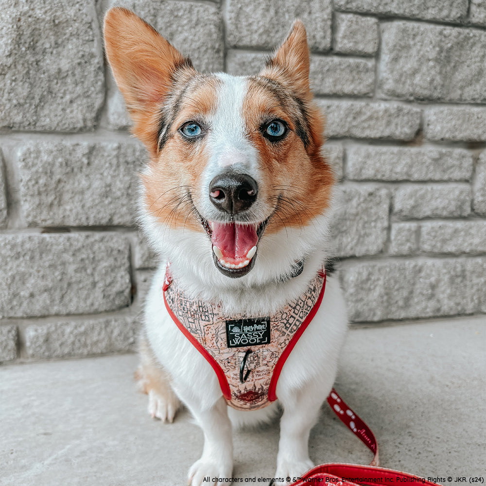Dog Adjustable Harness - Harry Potter™ Marauders Map™