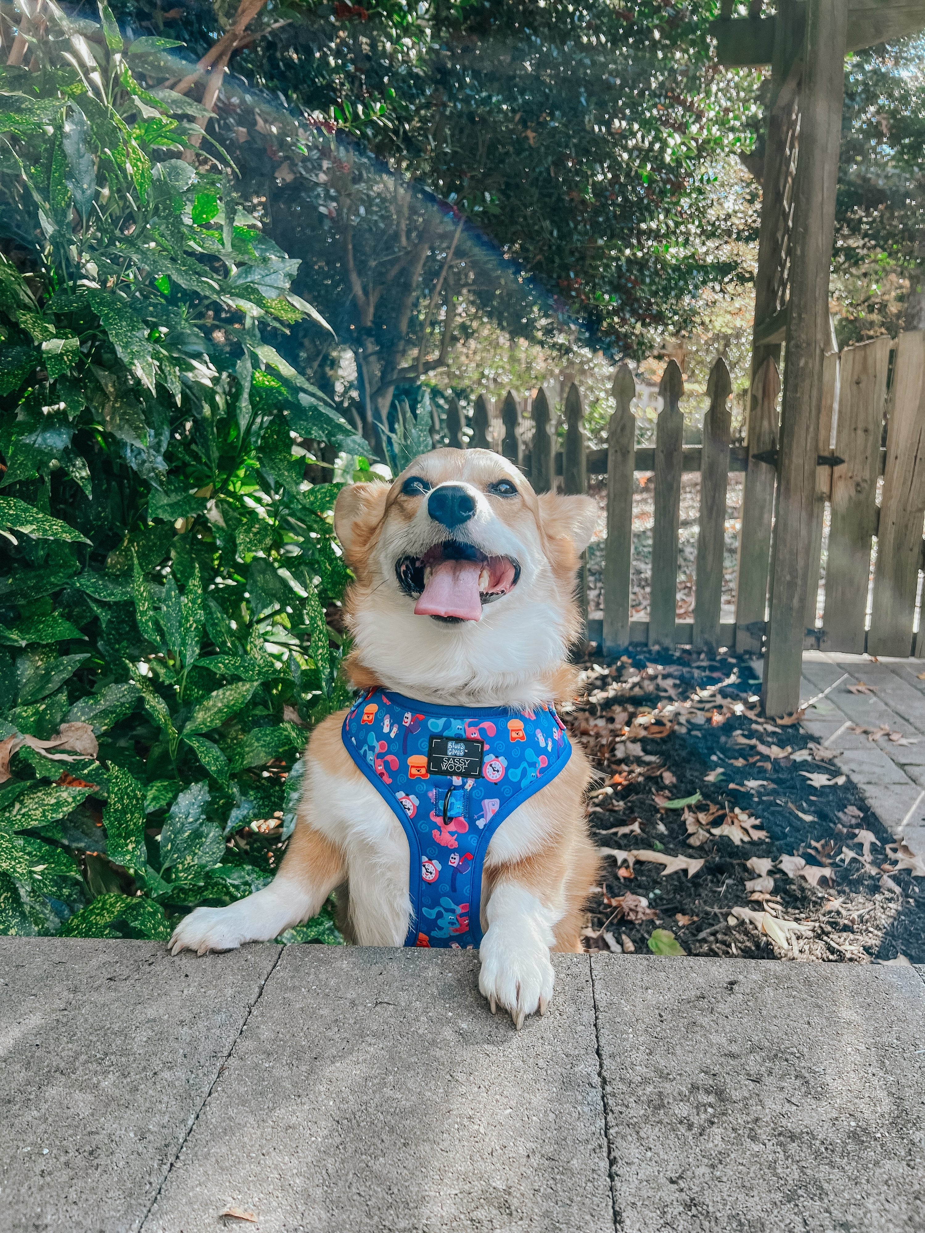 Dog Adjustable Harness - Blues Clues™