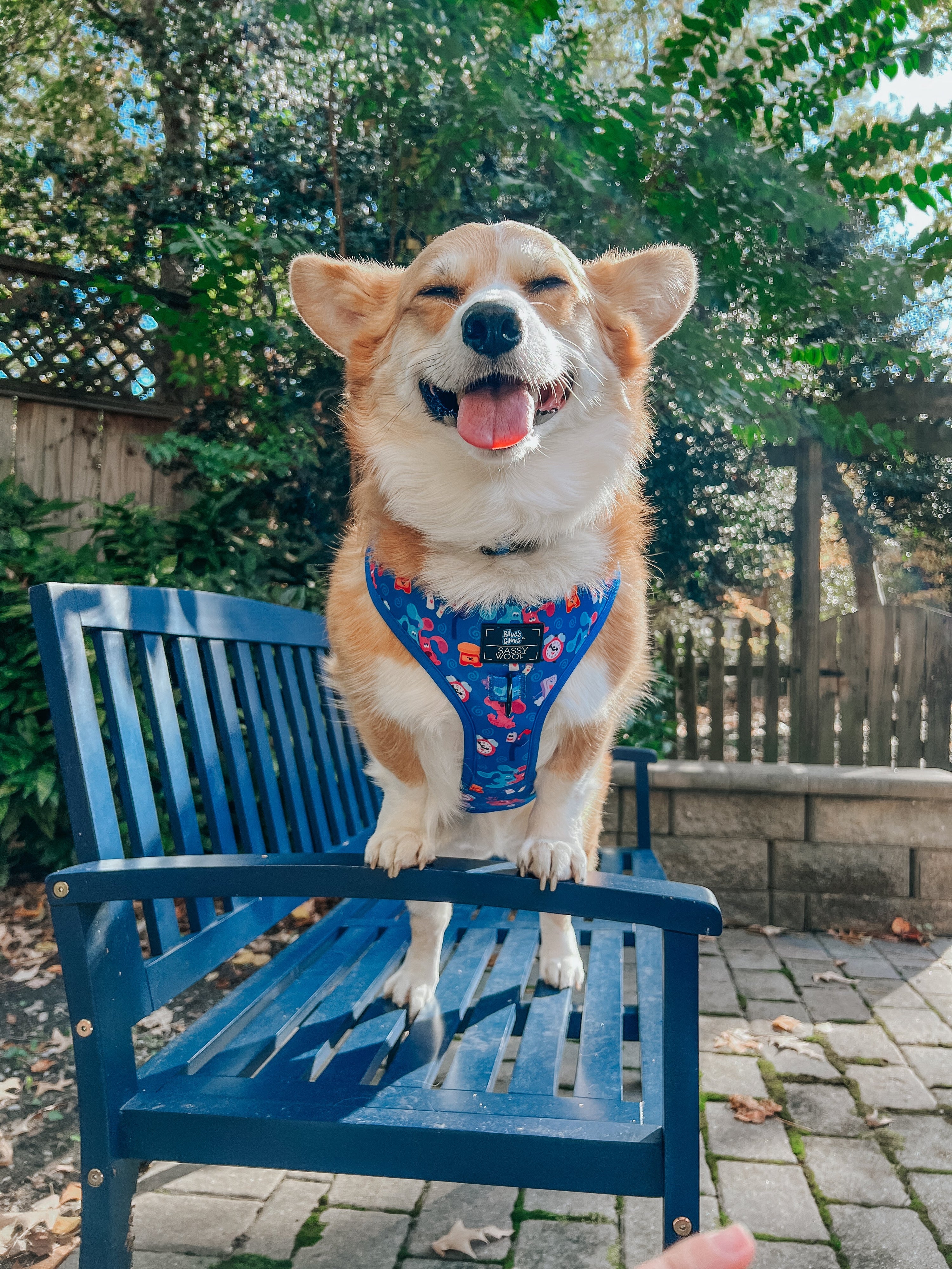 Dog Collar - Blues Clues™
