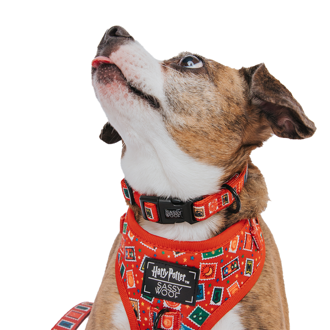 Dog Collar - Harry Potter™ Stamps