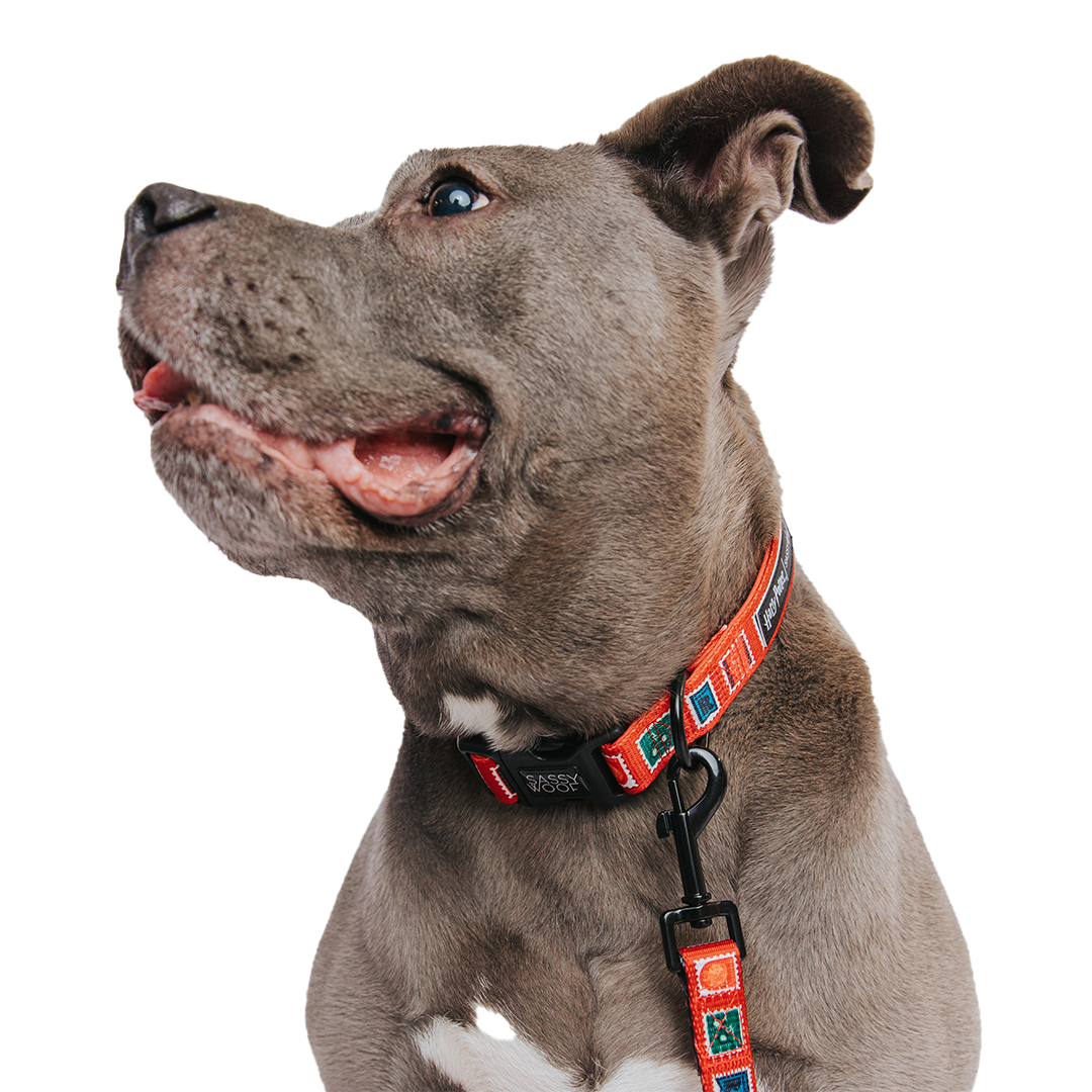 Dog Collar - Harry Potter™ Stamps