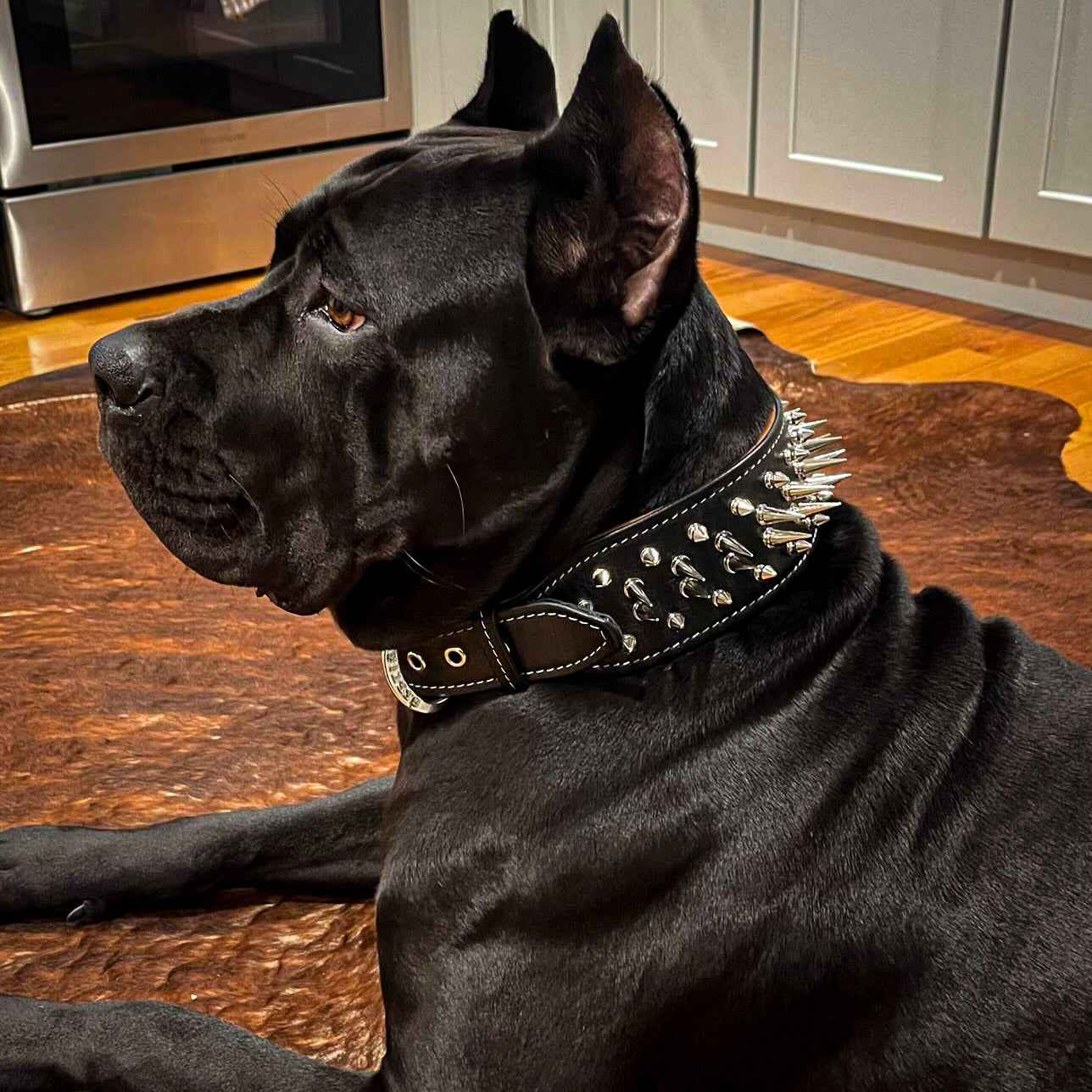 Bestia Big Boy Leather Dog Collar