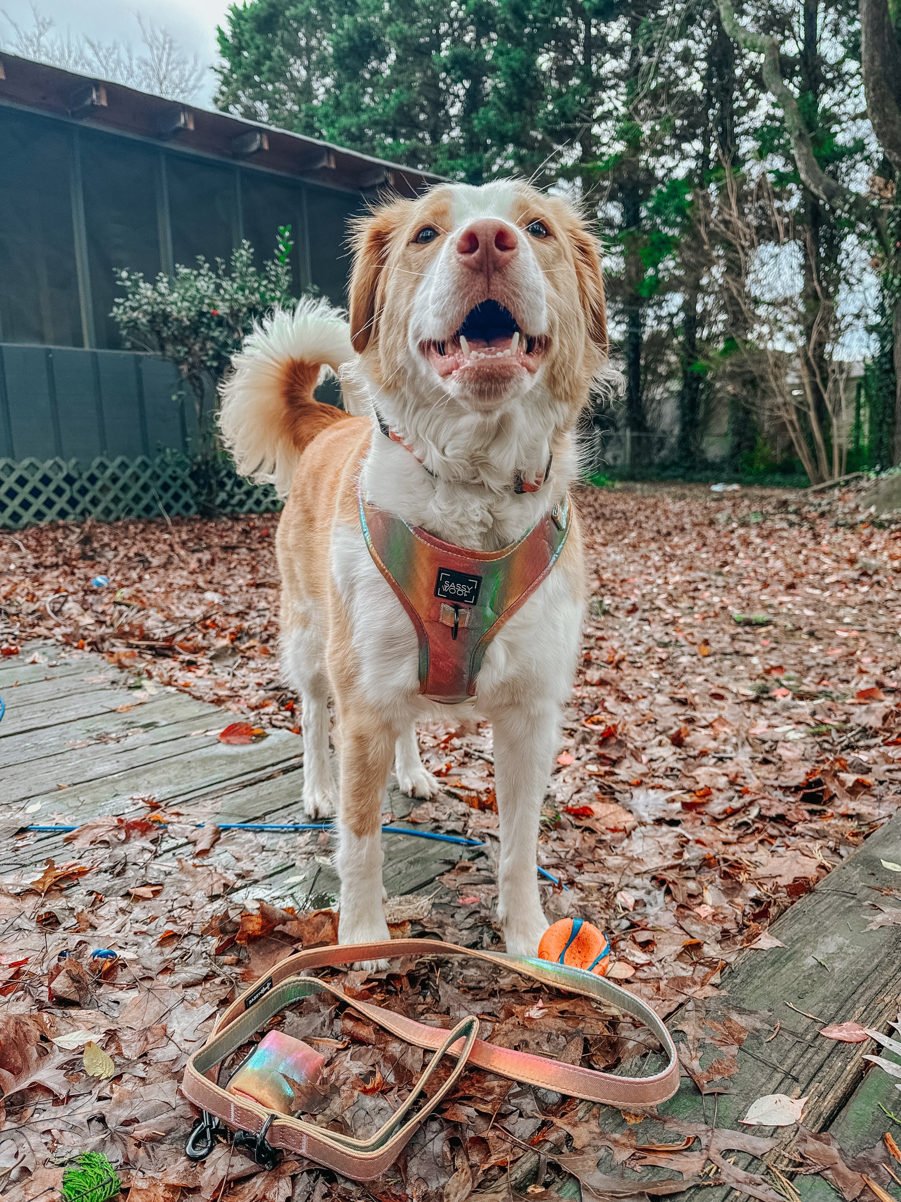 Dog Adjustable Harness - The Night Life