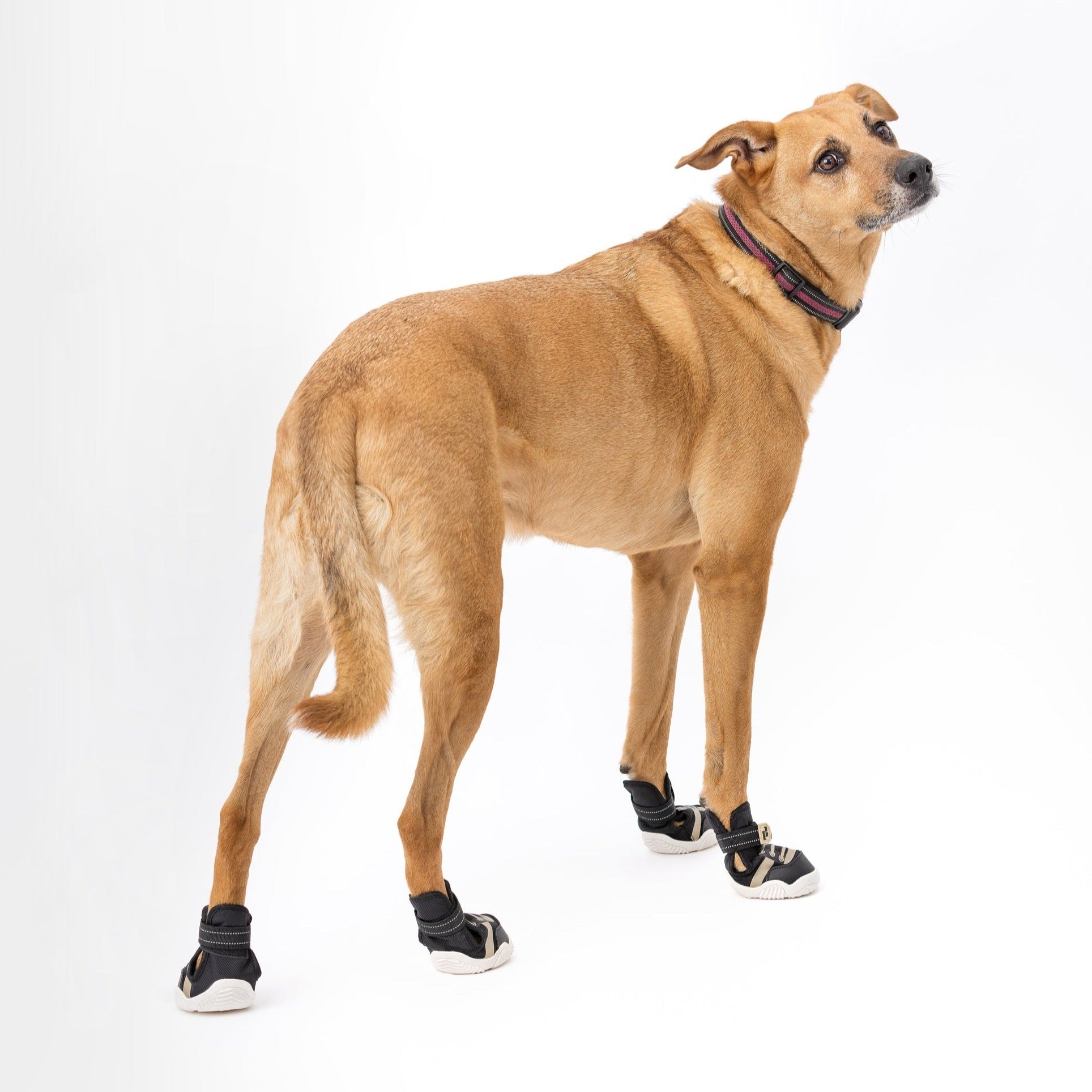 The Kai- Dog Shoes