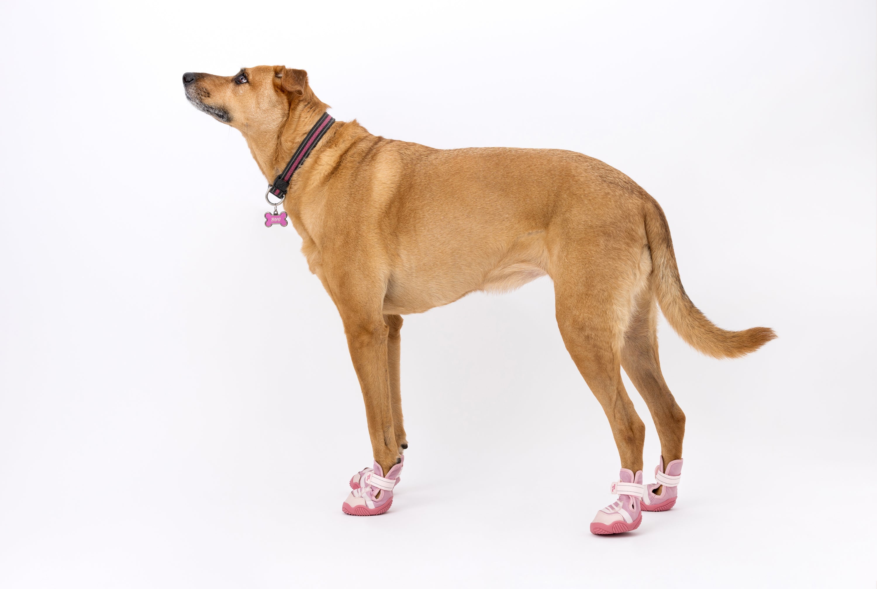 The Kai- Dog Shoes