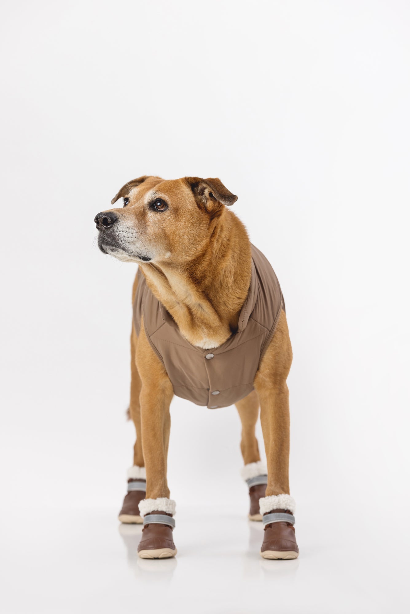 The Stassi Dog Snow Boots