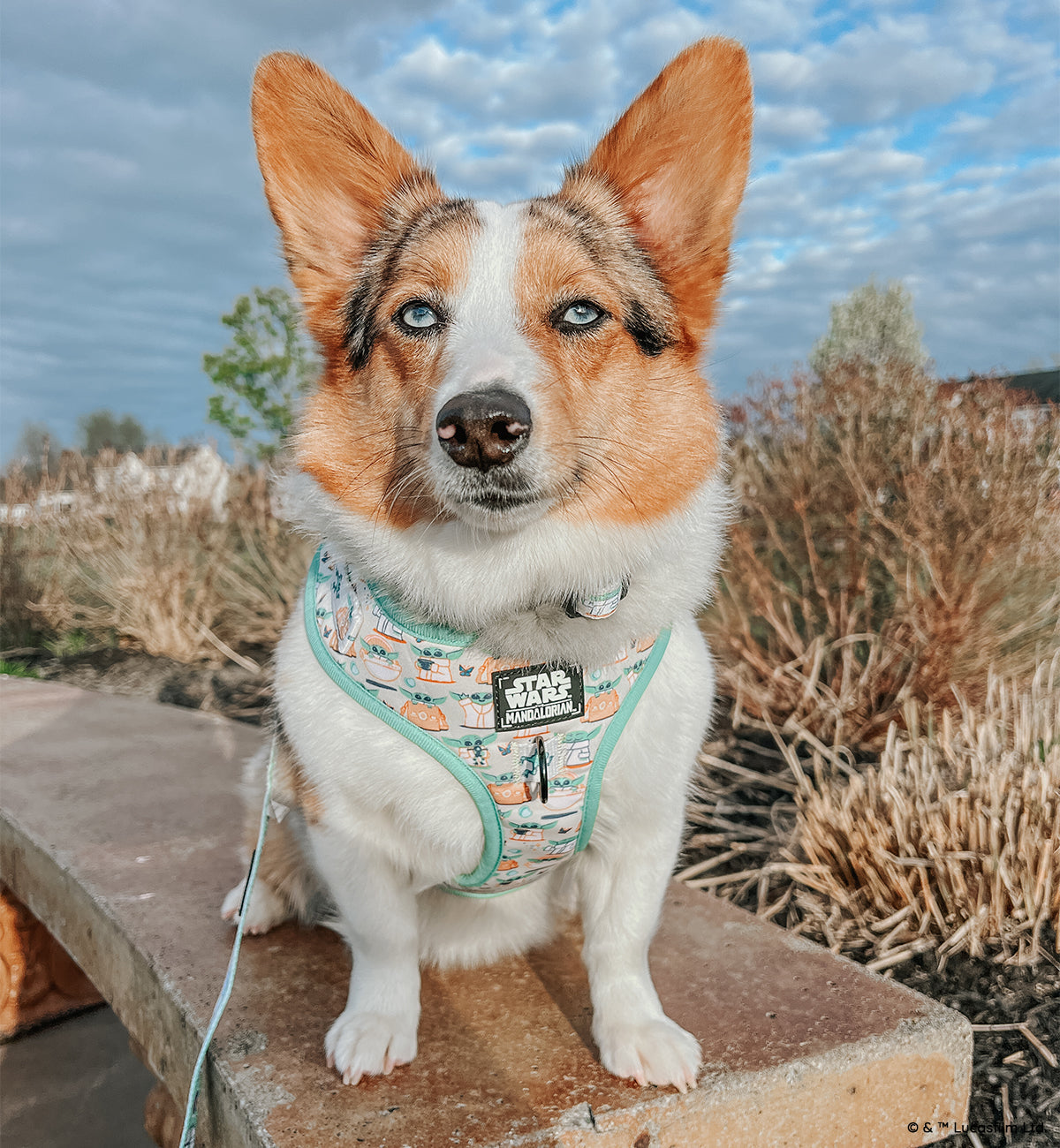 Dog Collar - STAR WARS™ The Child™