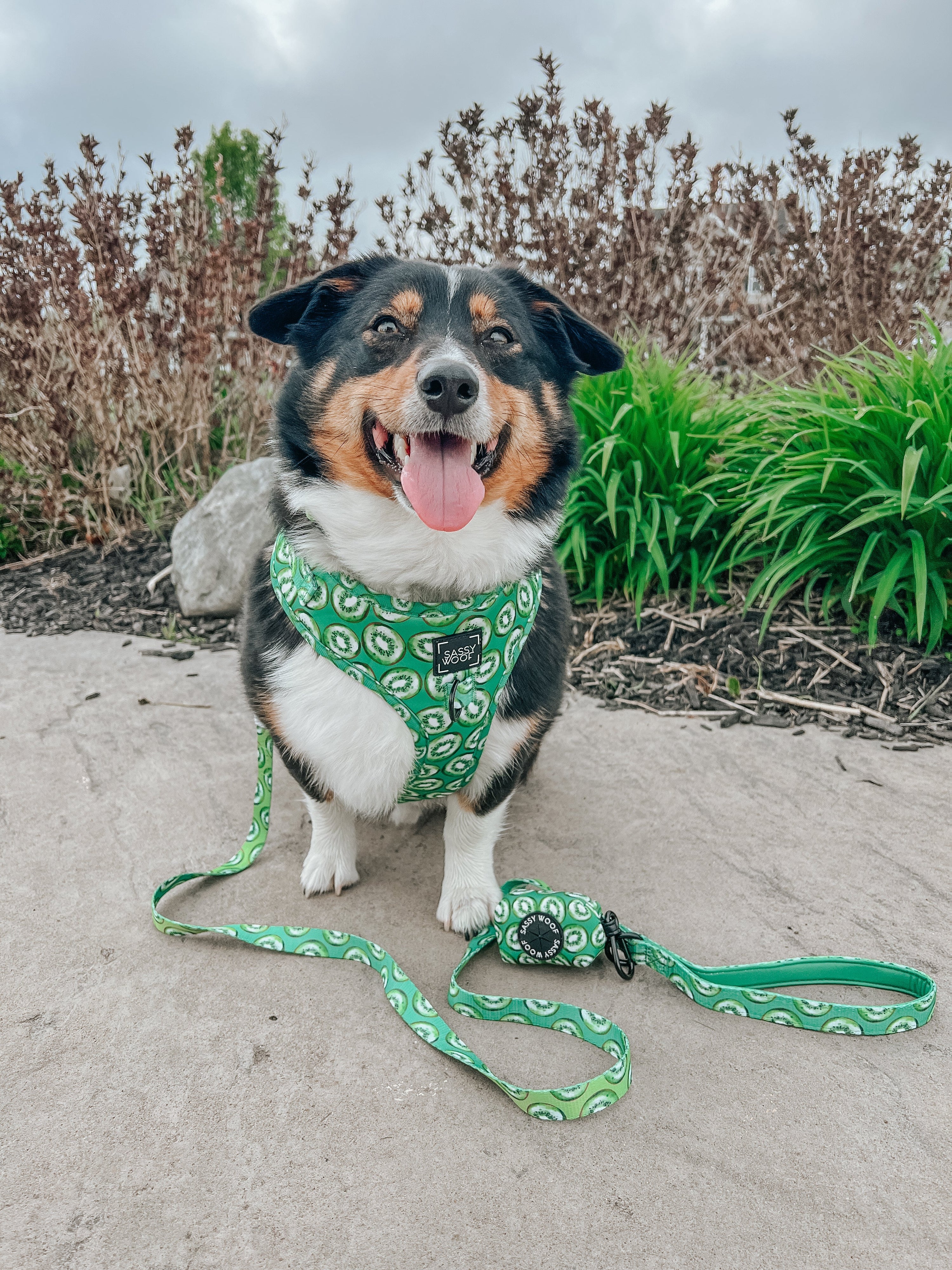 Dog Adjustable Harness - Kiwi Krazy