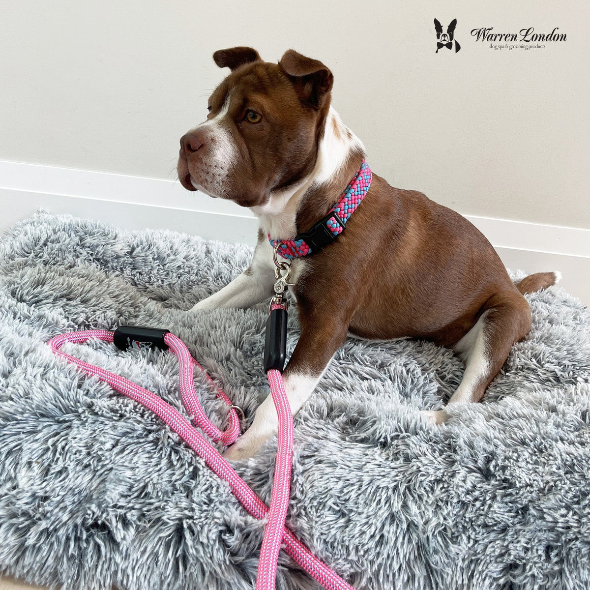 Rope Leash - Rainbow Reflective | HT Animal Supply