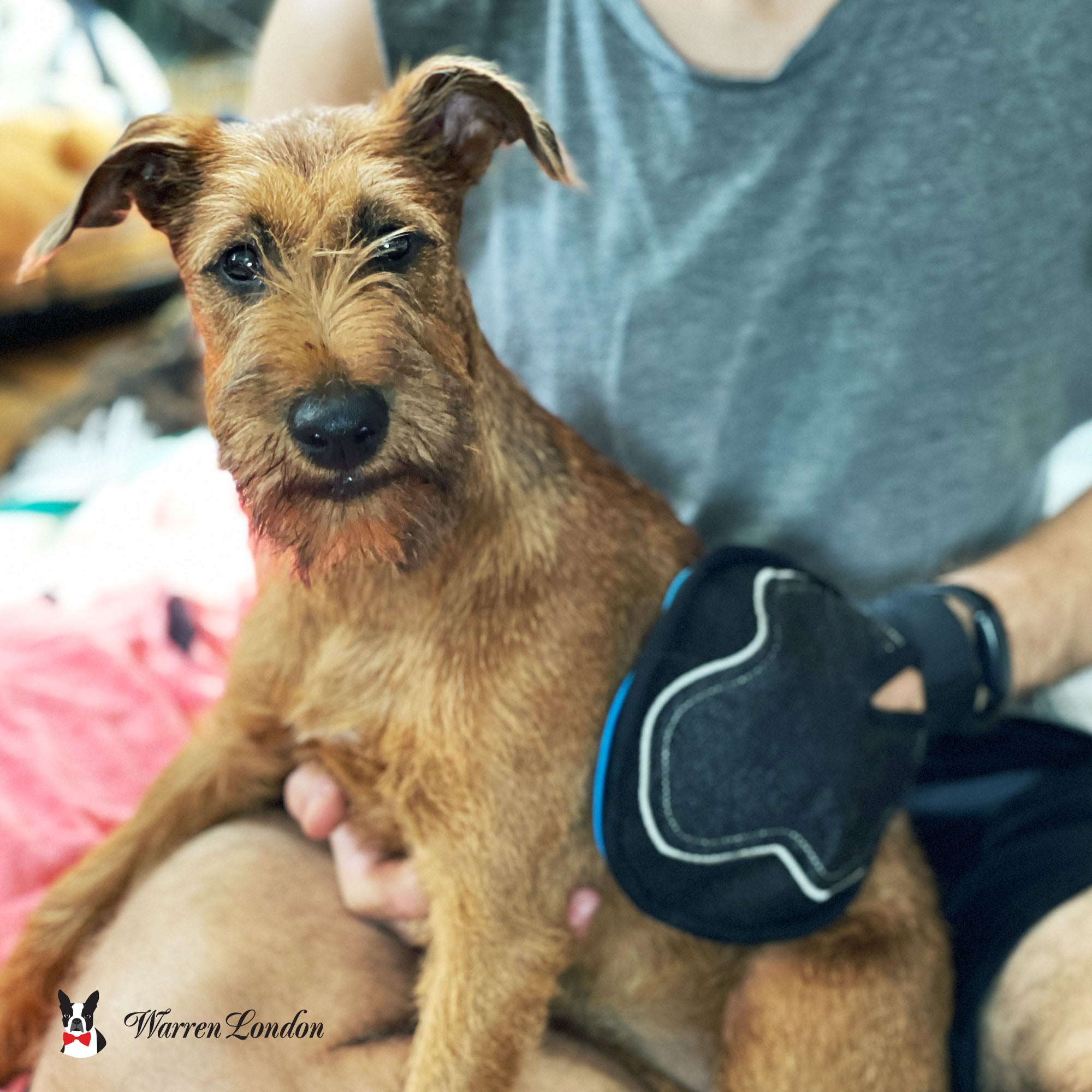 8 in 1 Pet Grooming Glove for Dogs & Cats - Double Sided