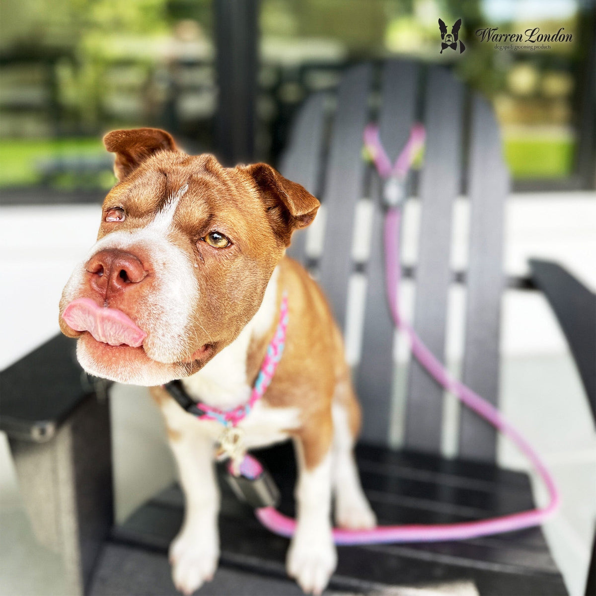Rope Leash - Rainbow Reflective | HT Animal Supply