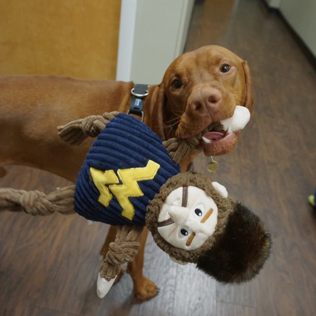 NCAA West Virginia University, Mountaineer Knottie Plush Dog Toy