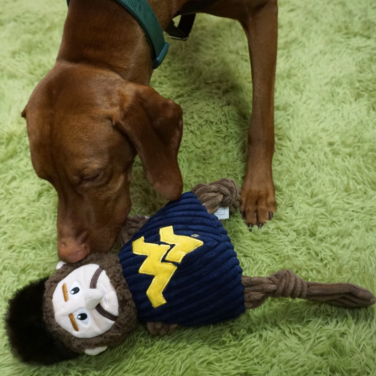 NCAA West Virginia University, Mountaineer Knottie Plush Dog Toy