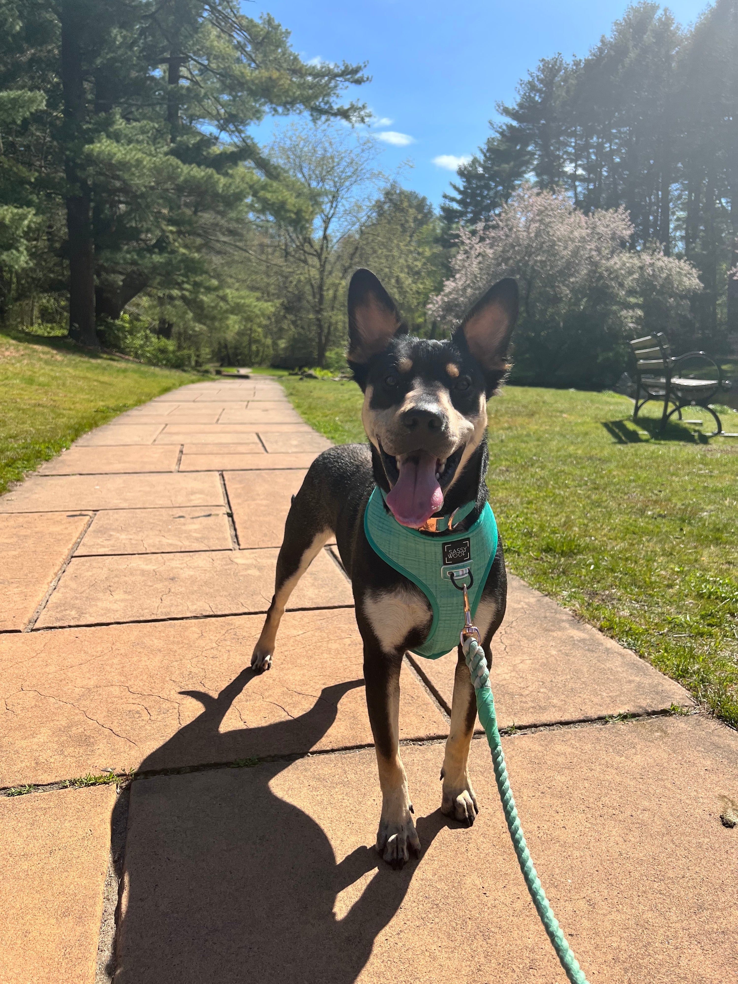 Dog Reversible Harness - Wag Your Teal