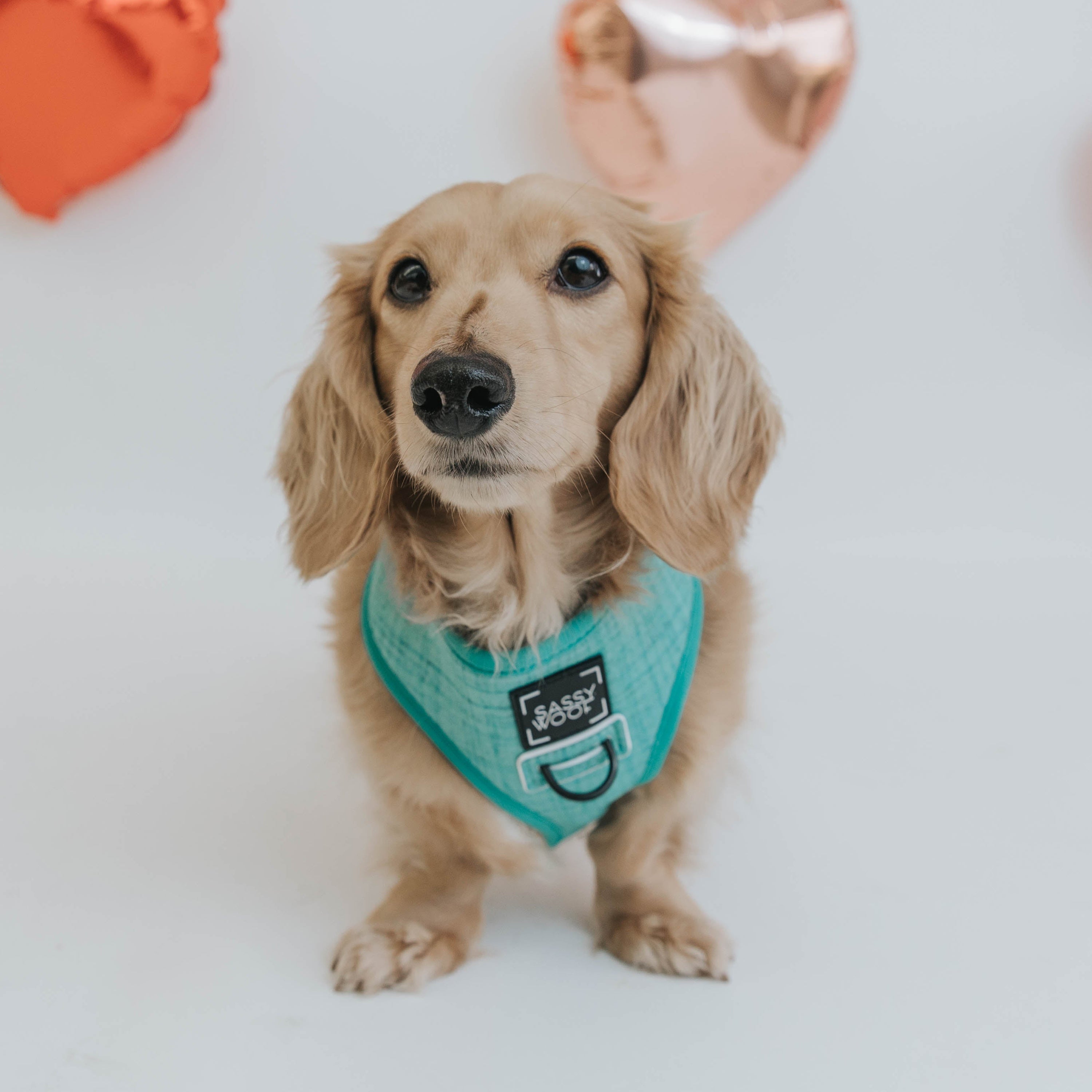 Dog Reversible Harness - Wag Your Teal