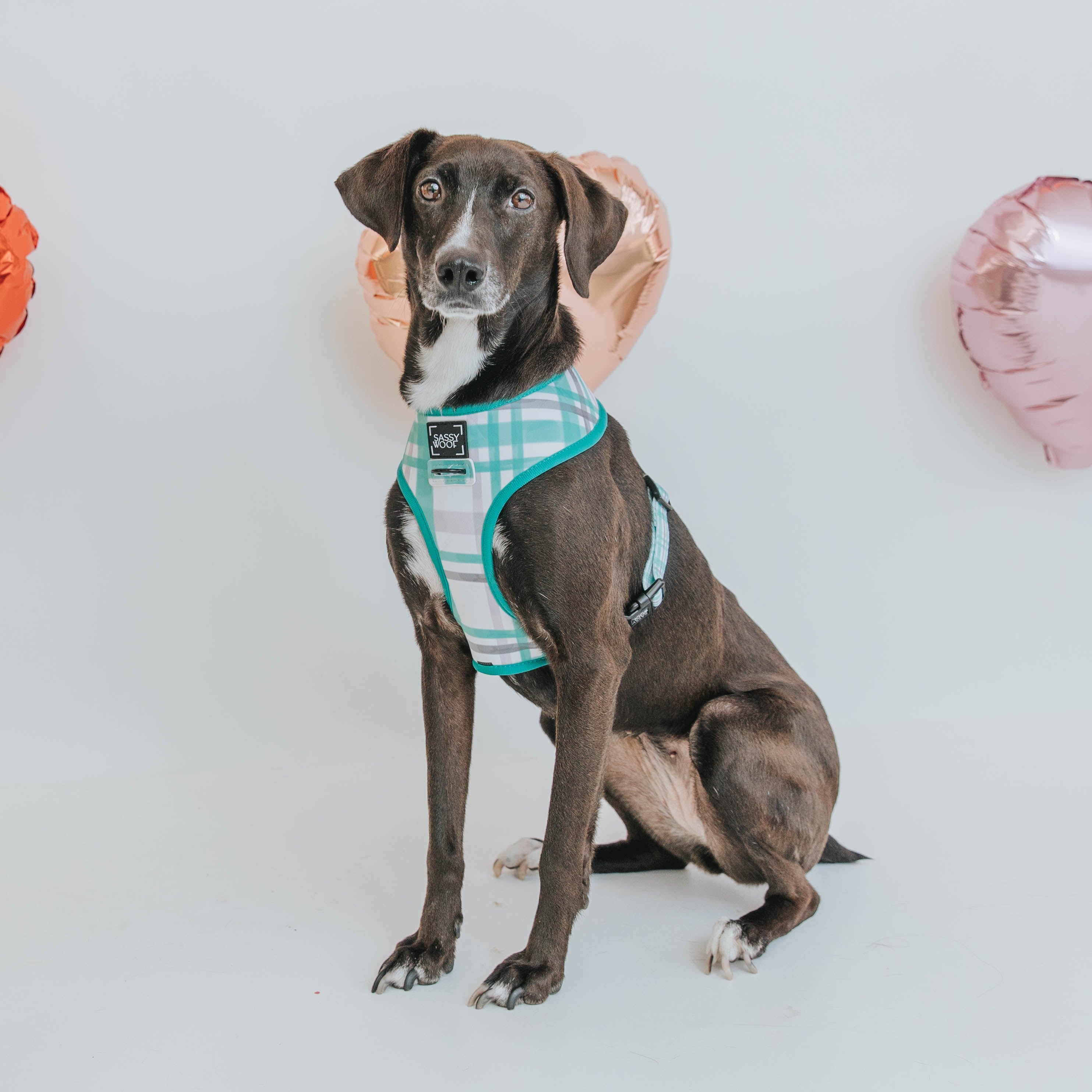 Dog Reversible Harness - Wag Your Teal