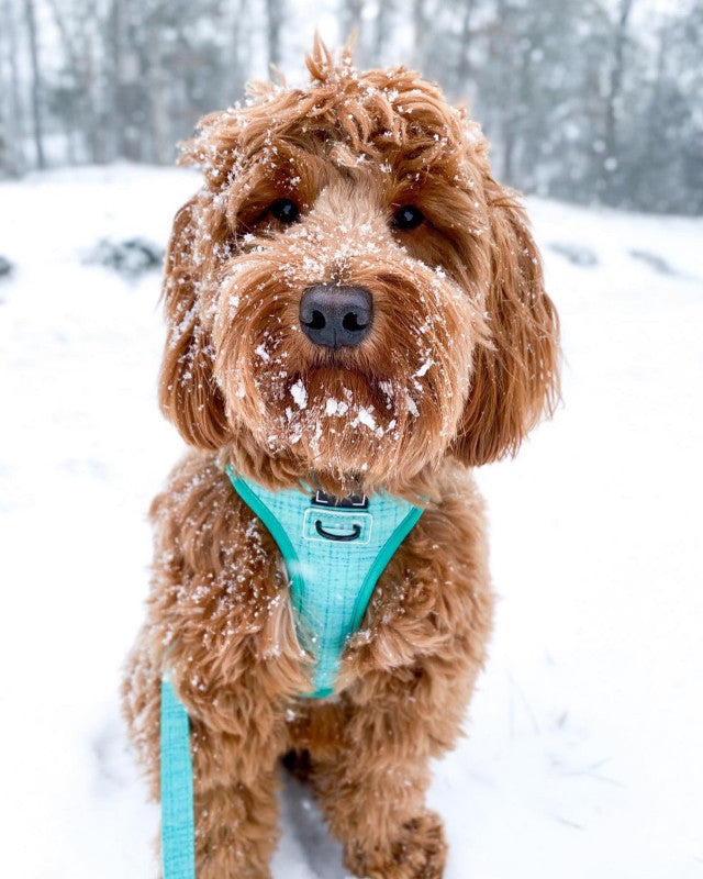 Dog Reversible Harness - Wag Your Teal