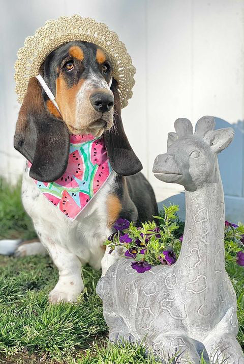 Watermelon Dog Bandana