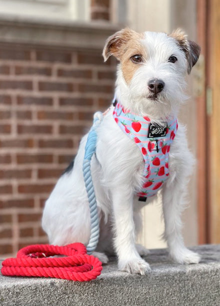 Dog Rope Leash - Watermelon Sugar