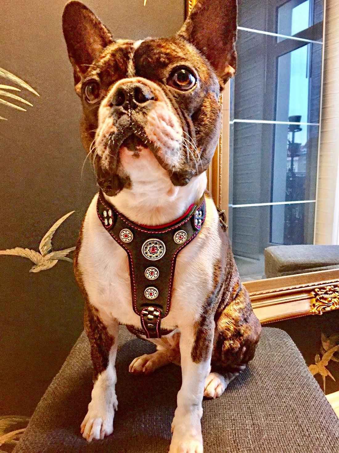 Bestia Bijou Black & Pink Leather Small to Medium Dog Harness