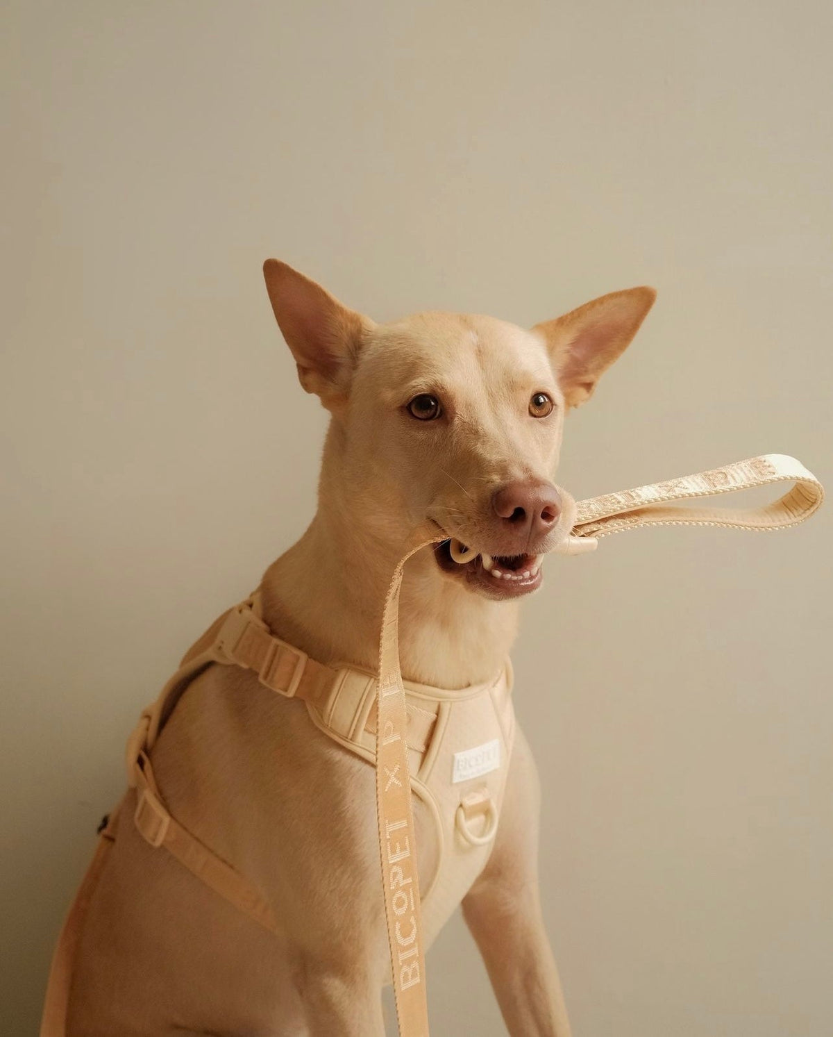 No Pull Active Pet Harness-Apricot