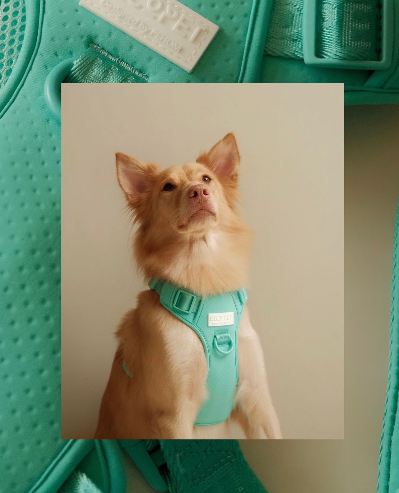 No Pull Active Pet Harness-Mint Green