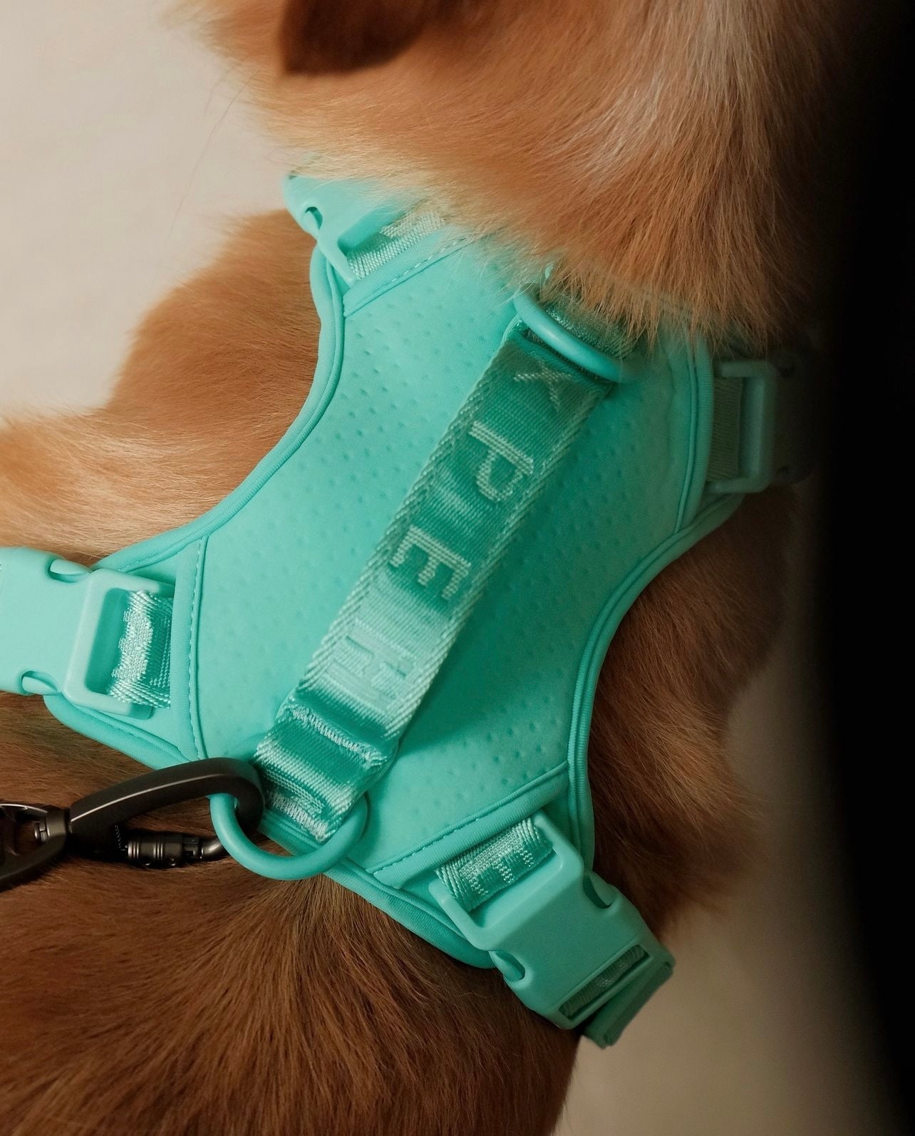 No Pull Active Pet Harness-Mint Green