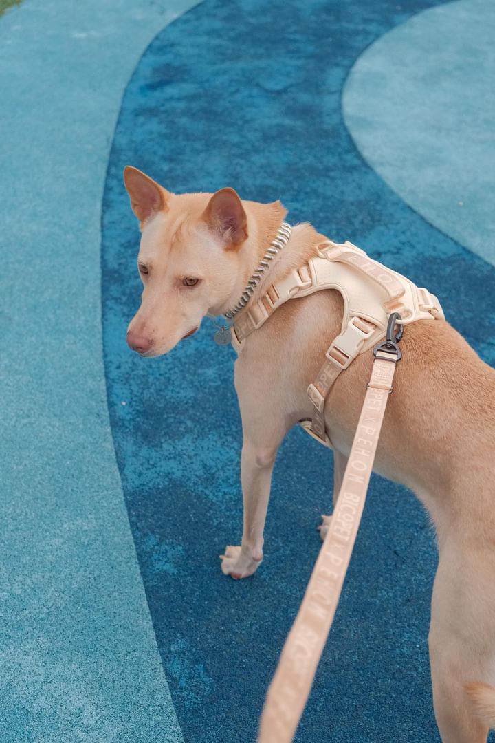 No Pull Active Pet Harness-Apricot