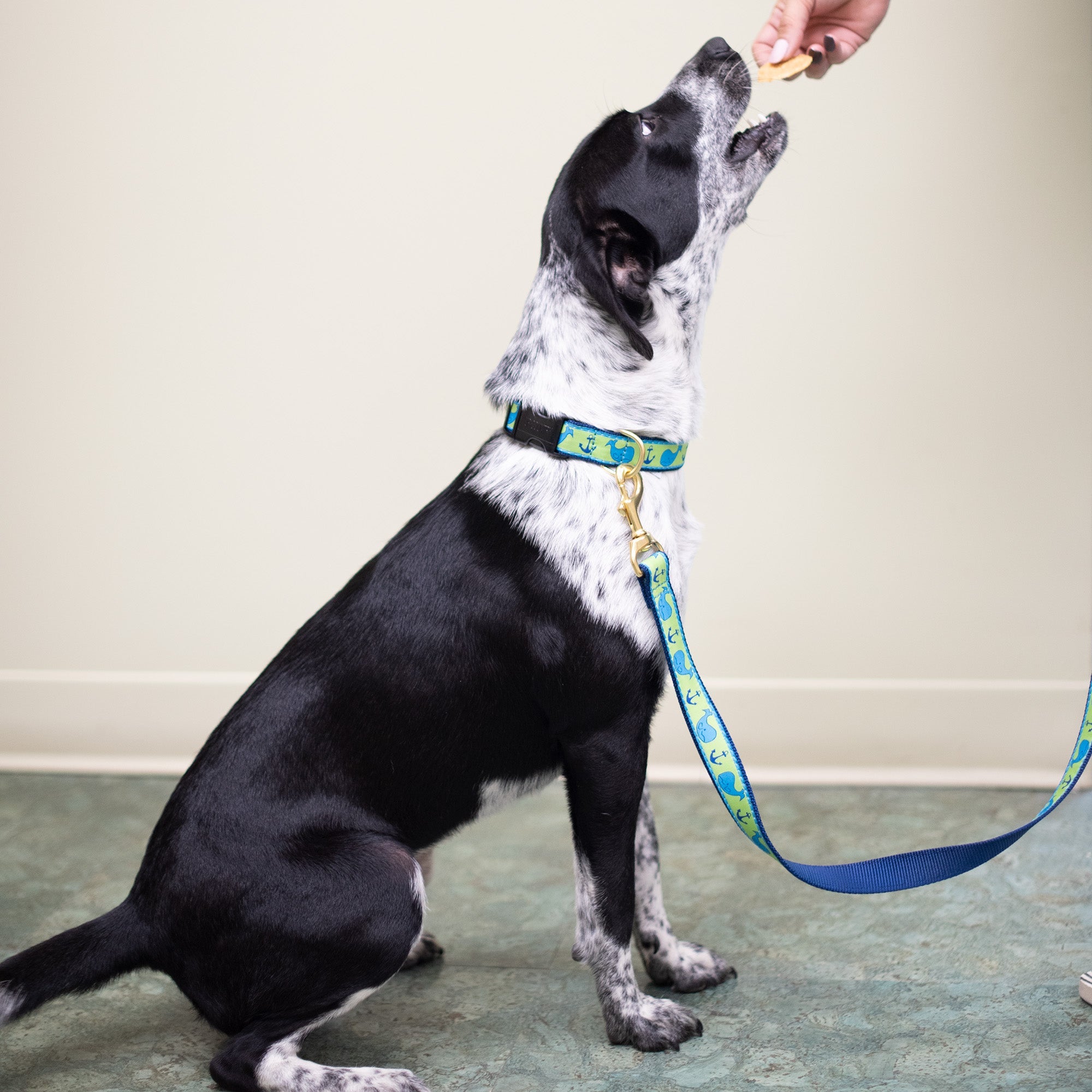 Whale Dog Lead