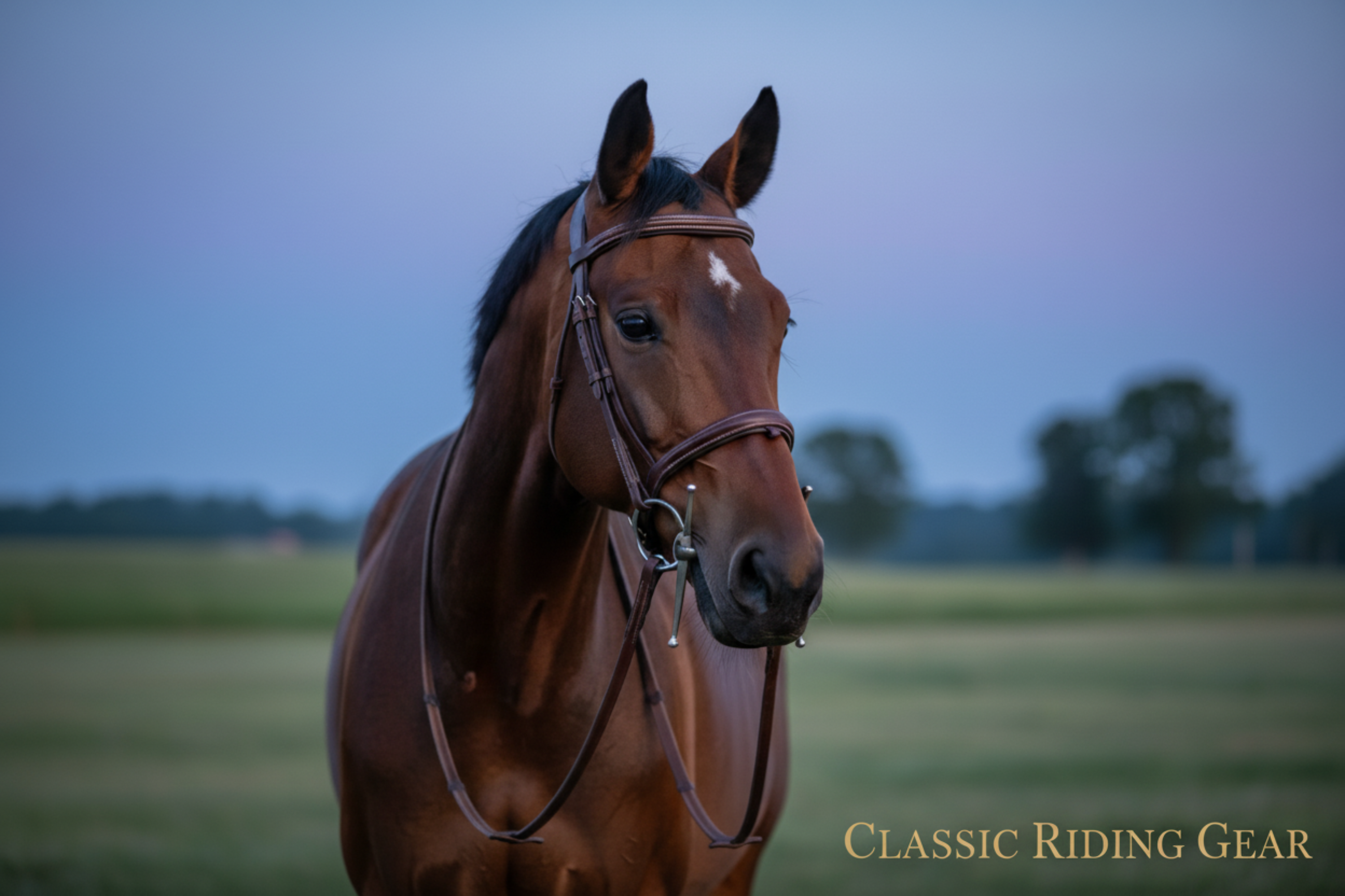 Premium Quality Horse Bit Stainless Steel